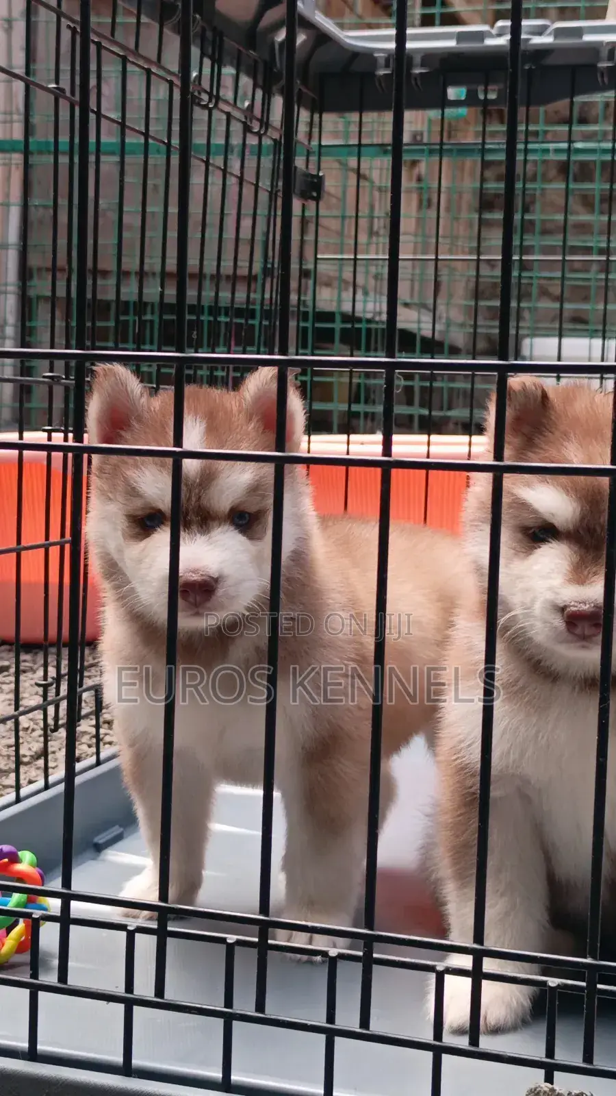 1-3 months Male Purebred Siberian Husky