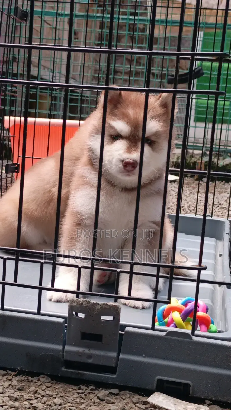 1-3 months Male Purebred Siberian Husky