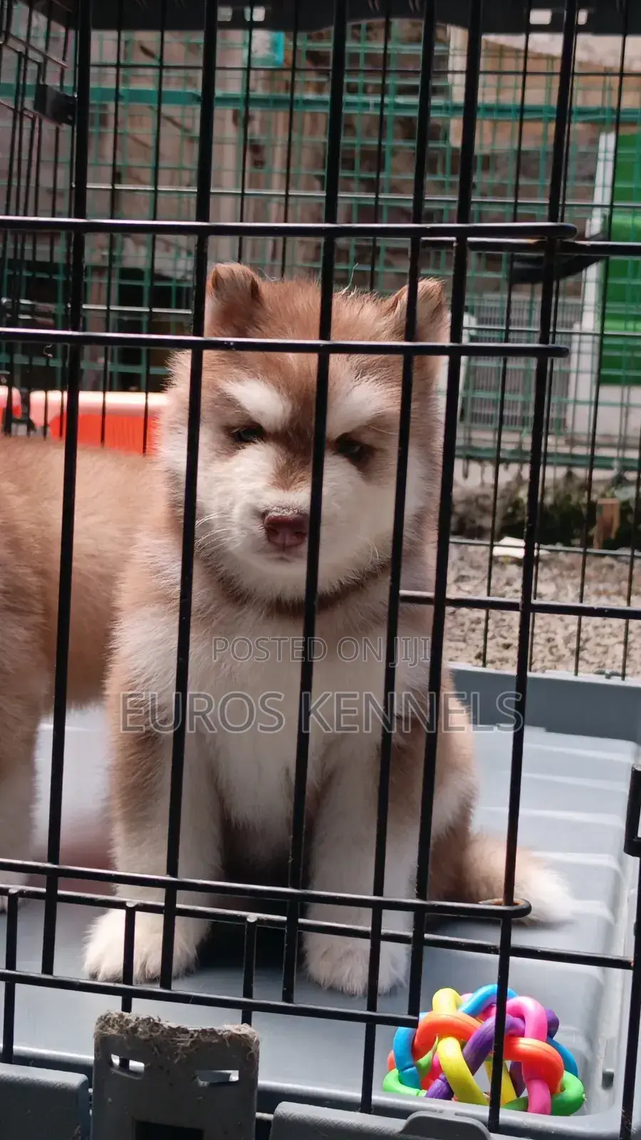1-3 months Male Purebred Siberian Husky