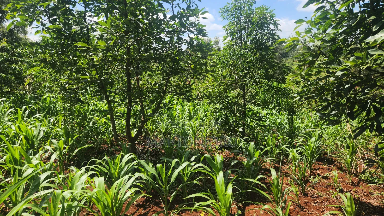 2 Acre in Mang'u Gatudu South