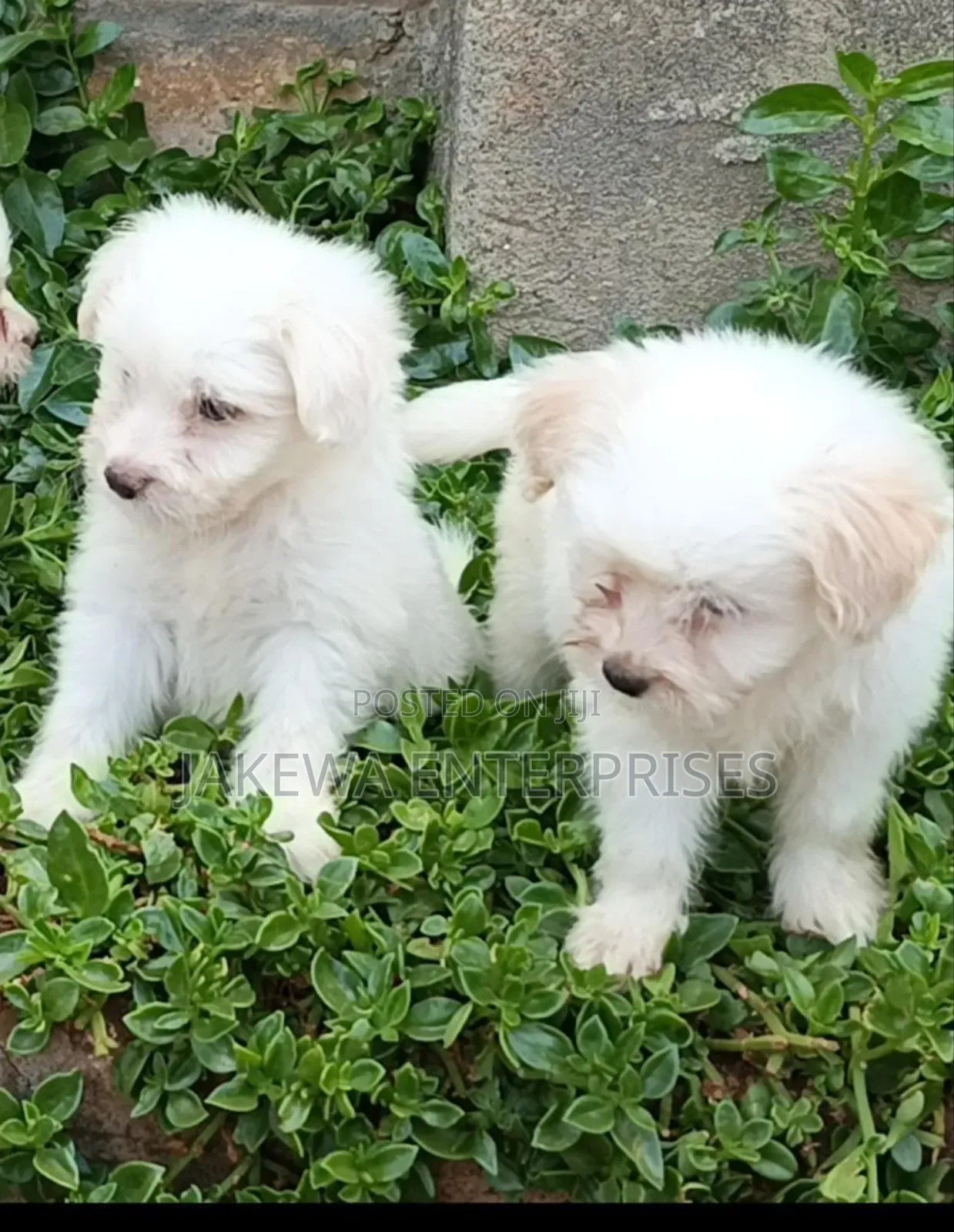 1-3 months Male Purebred Havanese