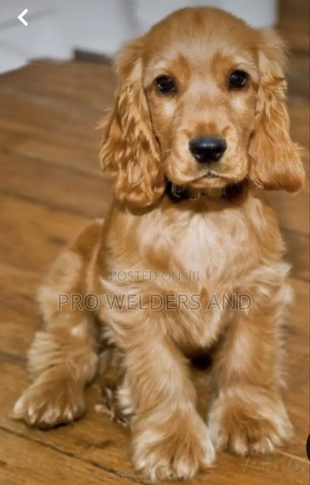 1-3 months Female Purebred Cocker Spaniel