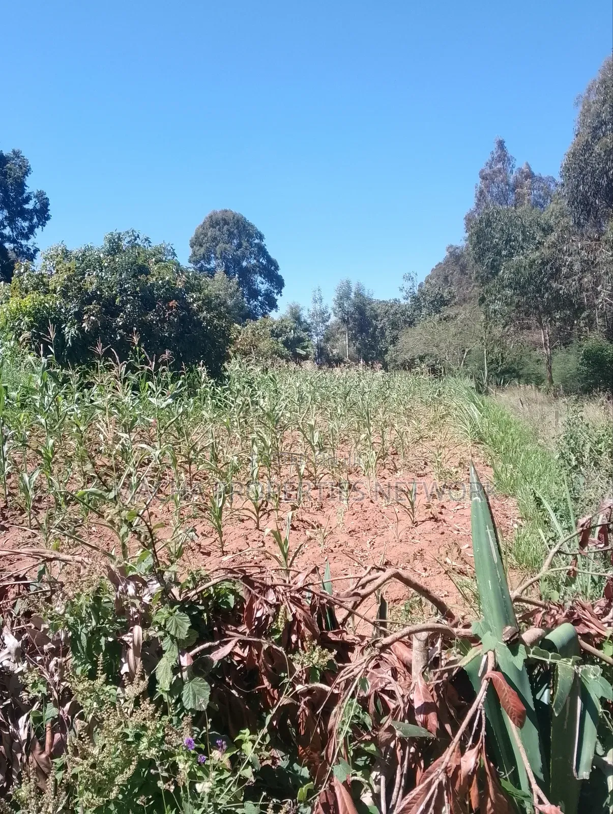 Mua Hills Near Rador Station 3 Plots for Sale