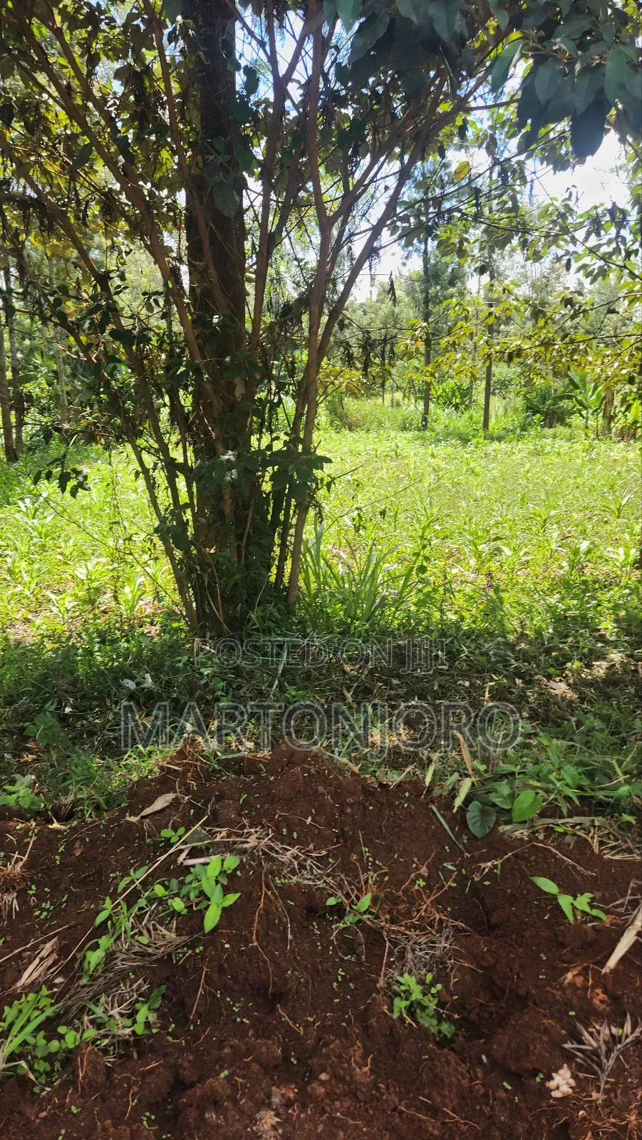 2 Acres in Gatundu South