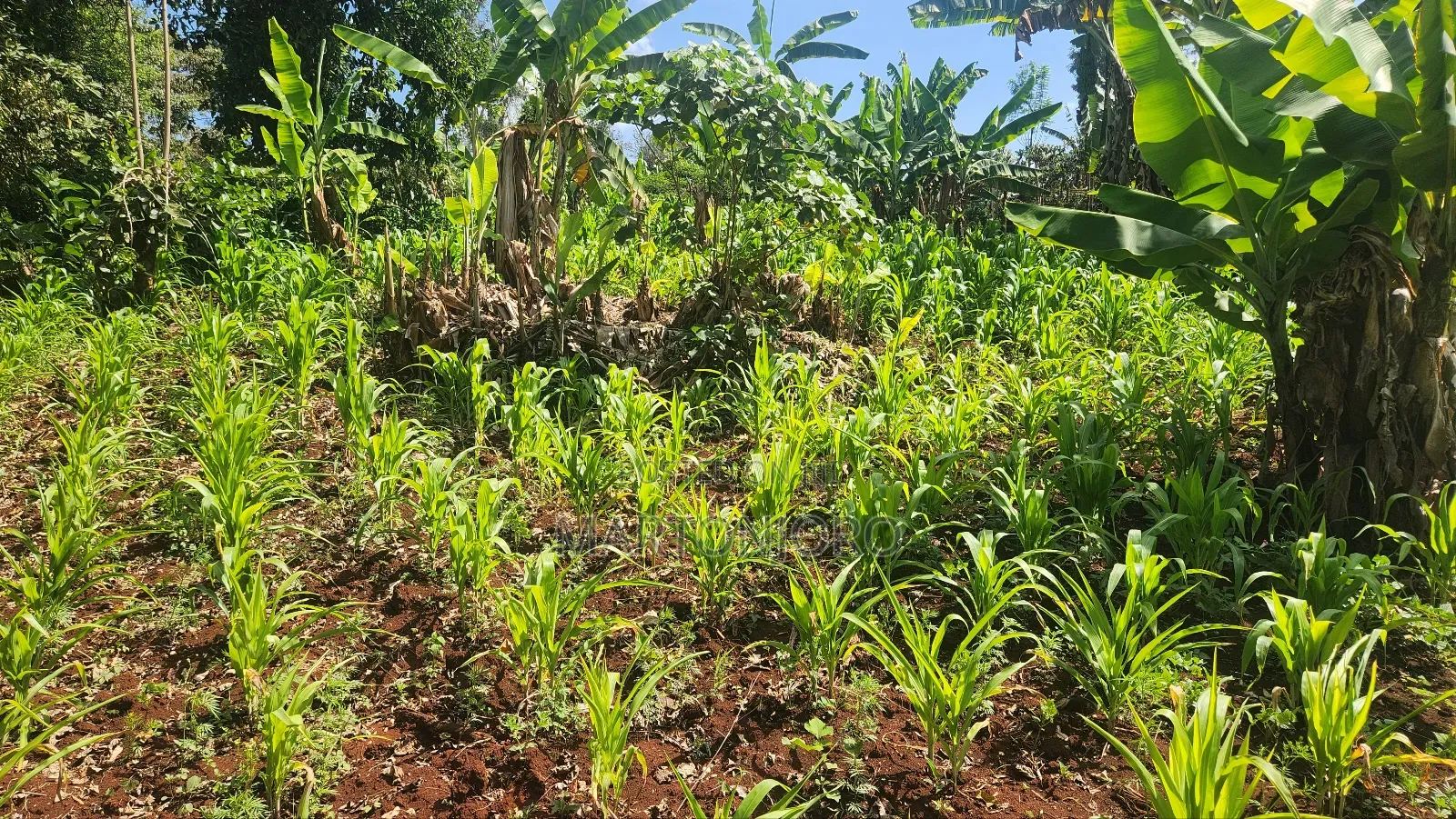 2 Acres in Gatundu South
