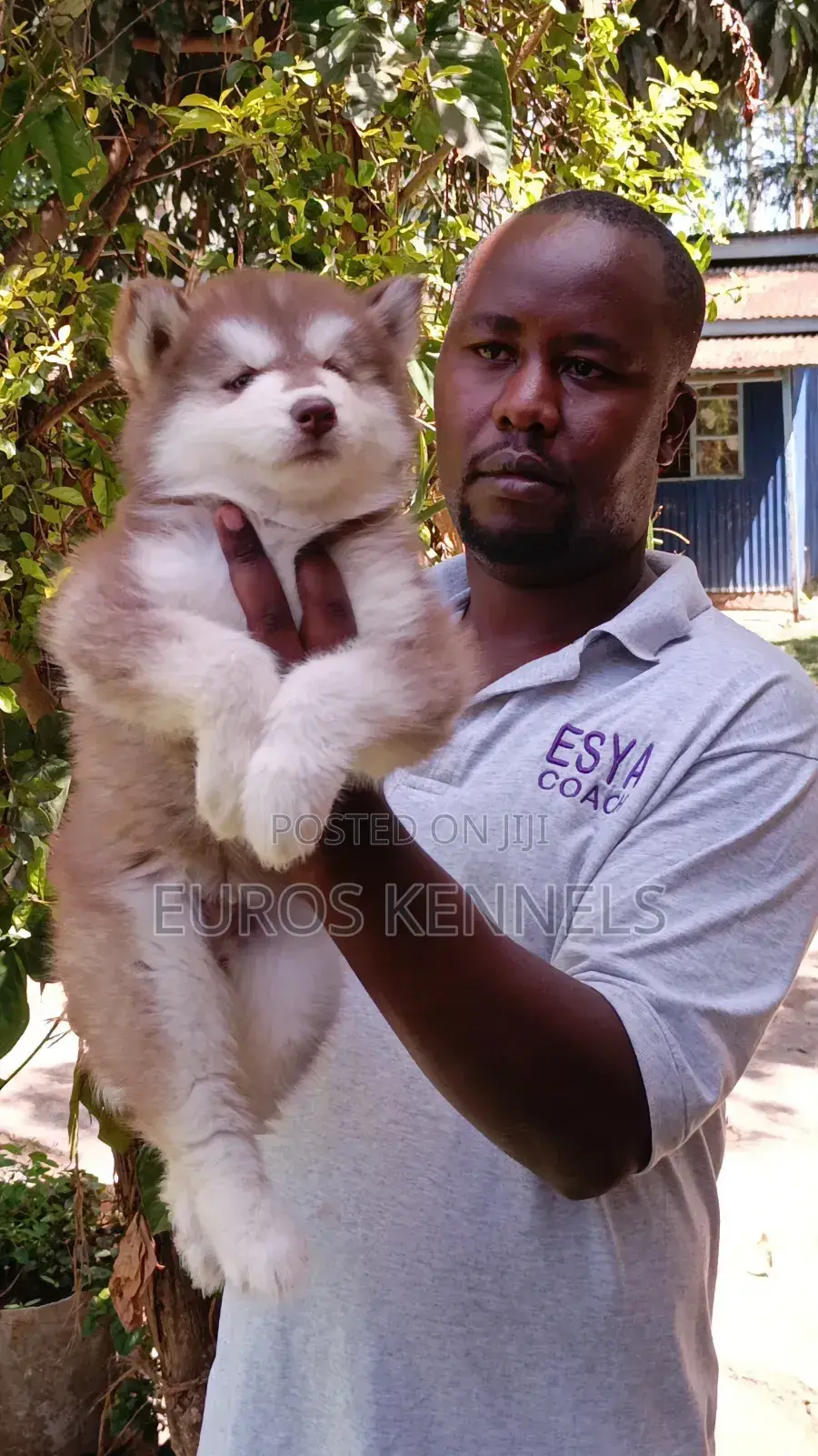 1-3 months Male Purebred Siberian Husky