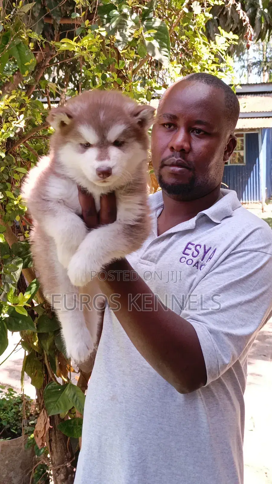1-3 months Male Purebred Siberian Husky