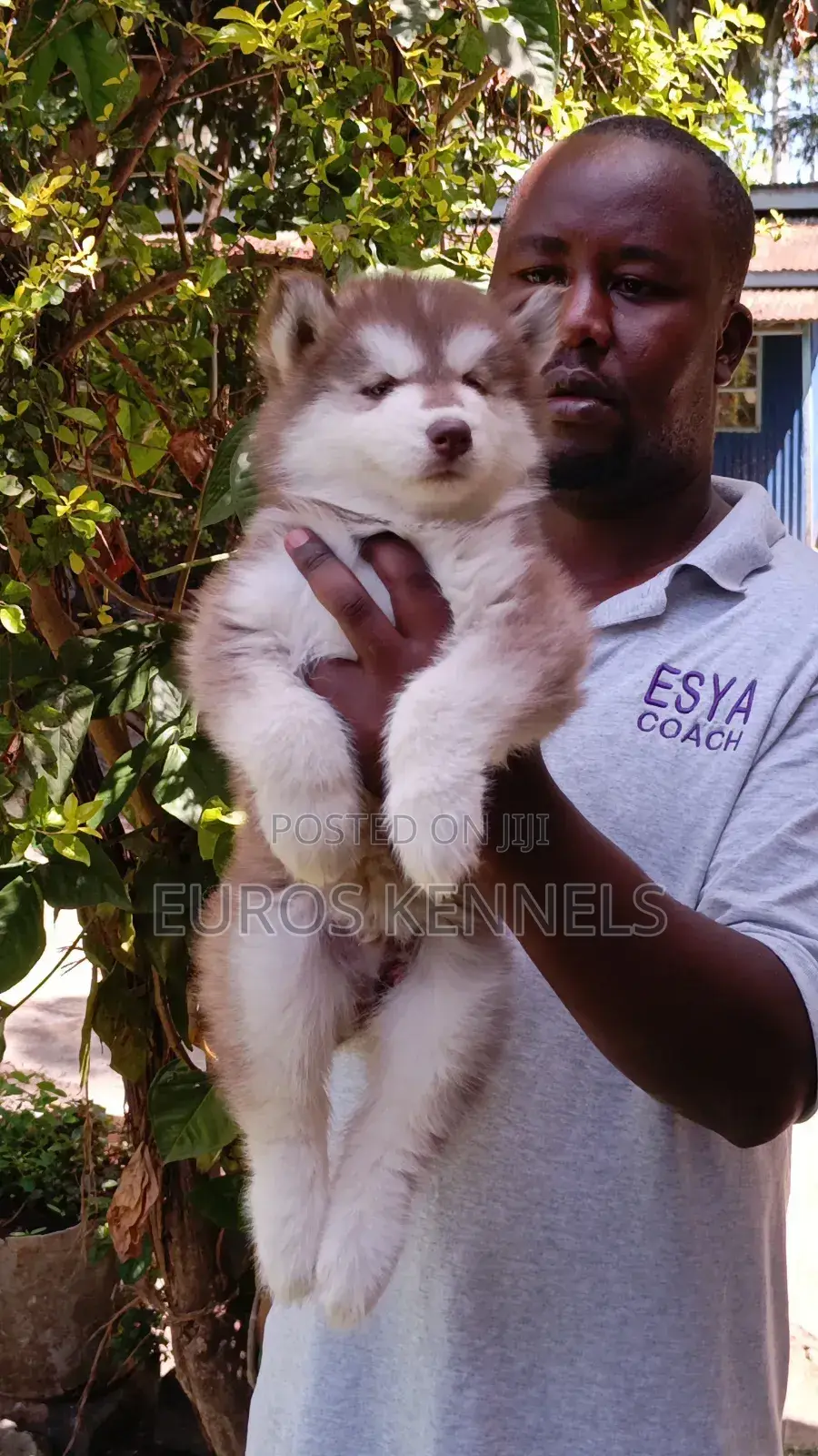 1-3 months Male Purebred Siberian Husky