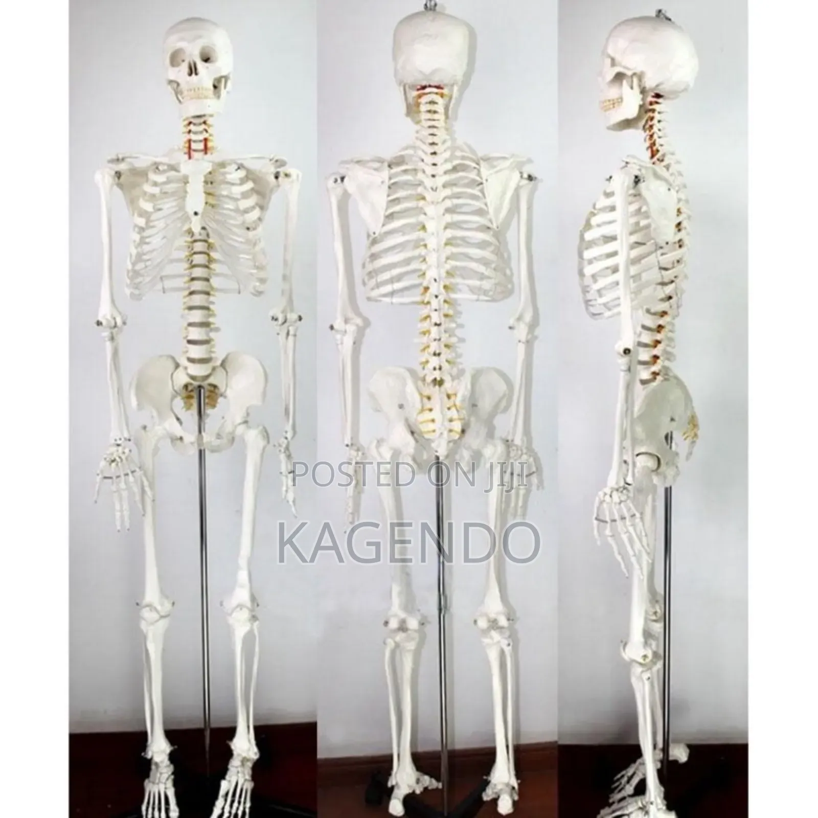 Life-Size Human Skeleton – 170 Cm Tall