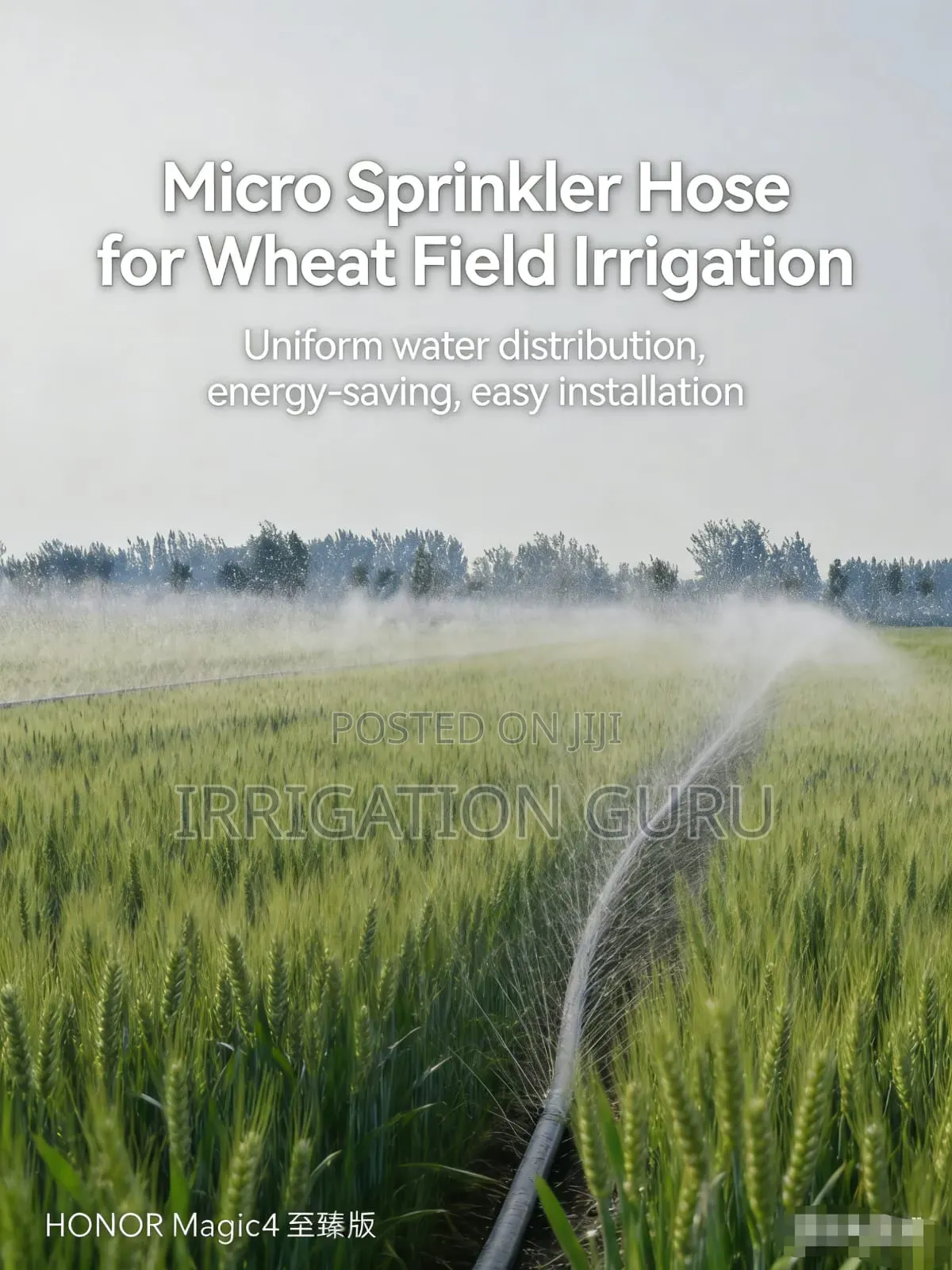 Wheat Rain Artificial Making