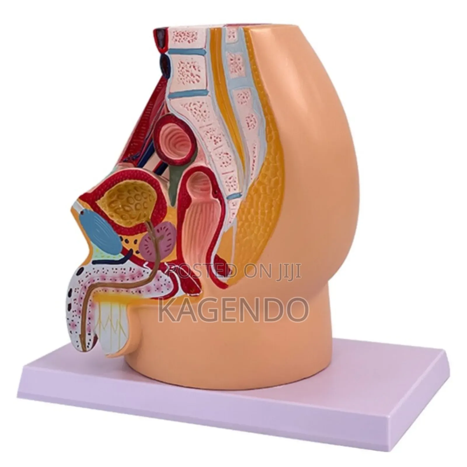 Male Genitalia Model – Anatomical Educational Tool
