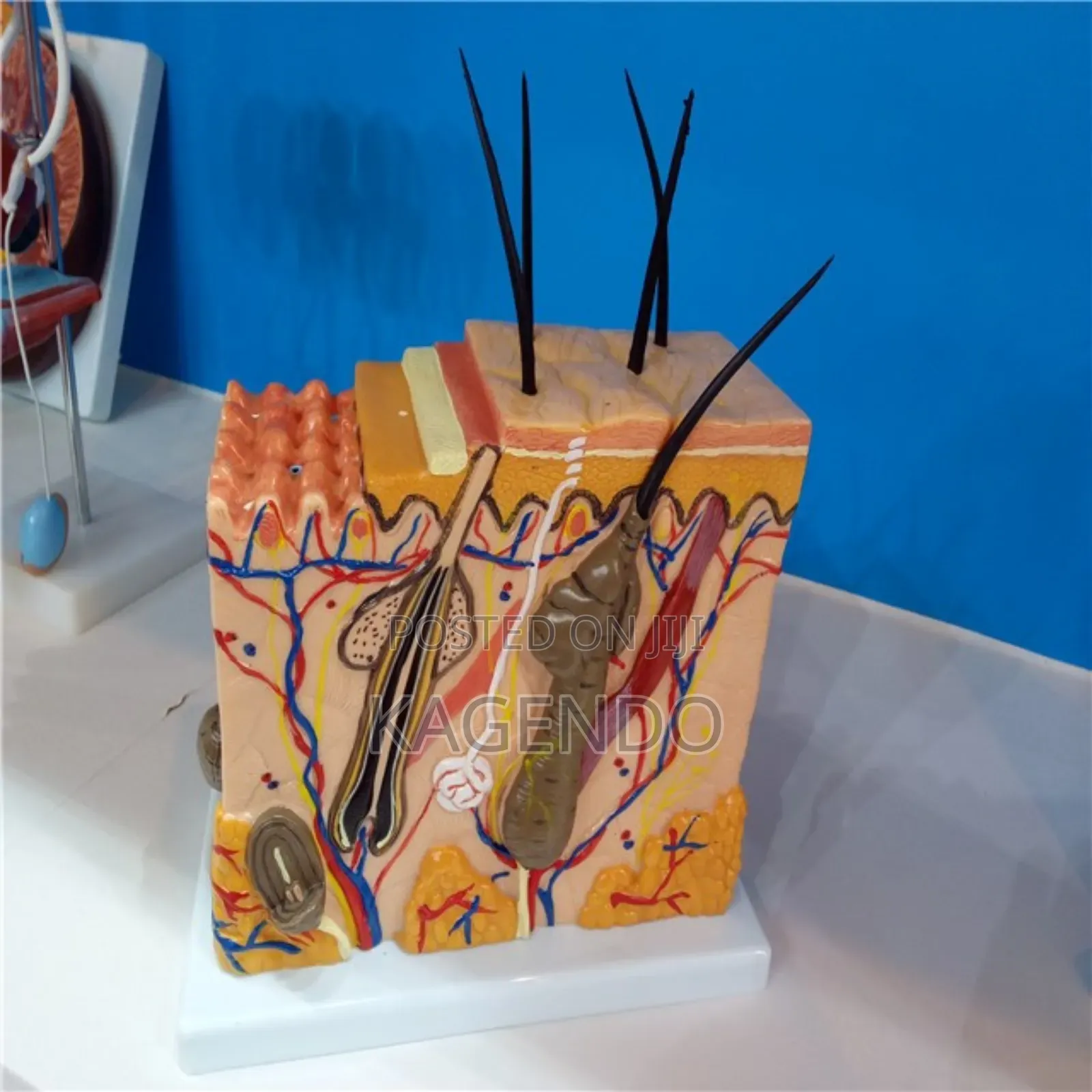 Skin Model – Medical Clinical Training