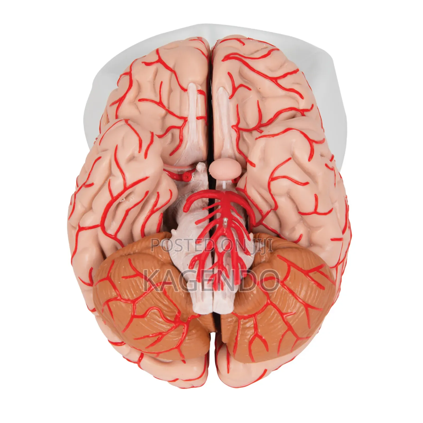 Brain Model With Arteries – Anatomical Educational