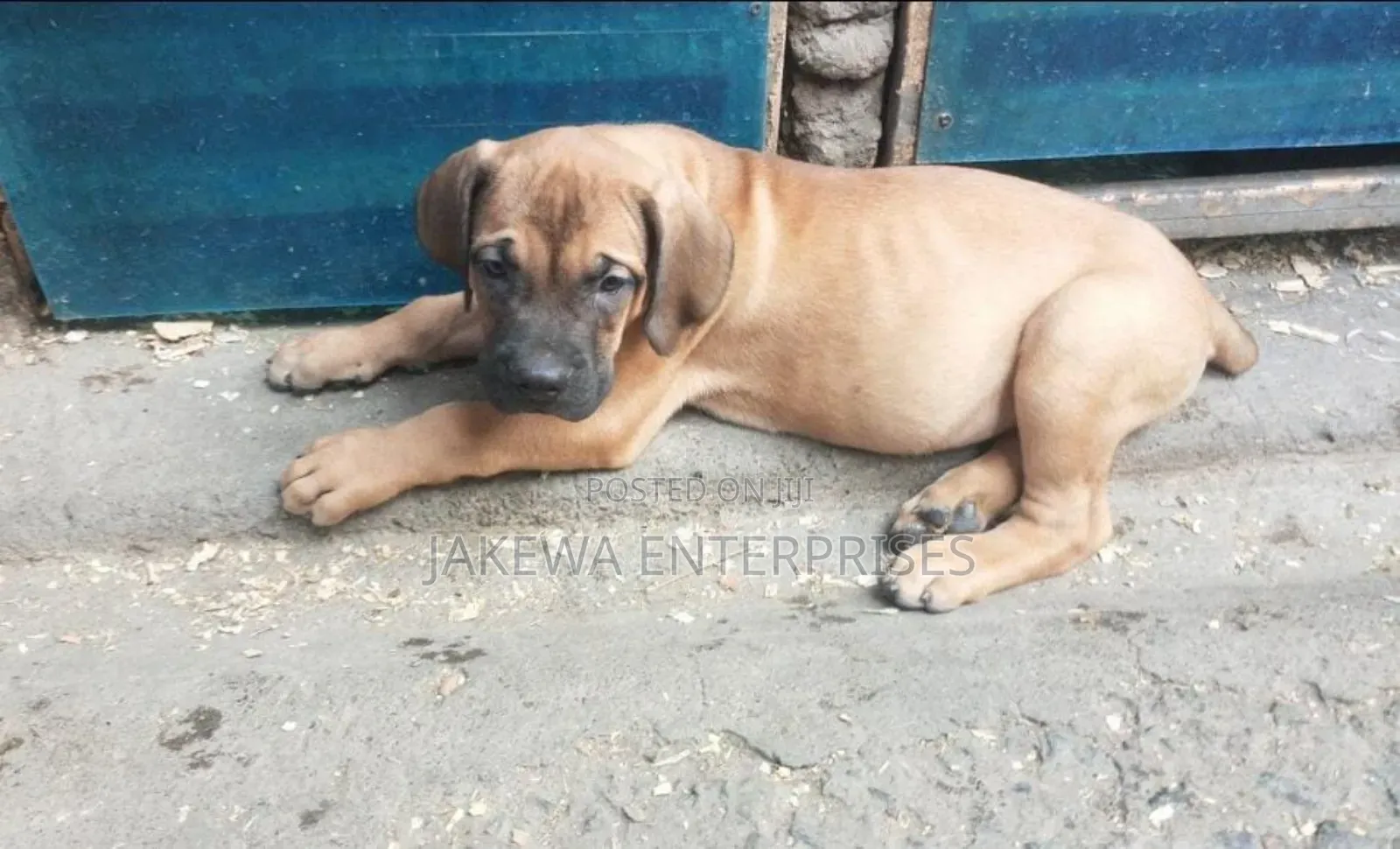 1-3 months Male Purebred Boerboel