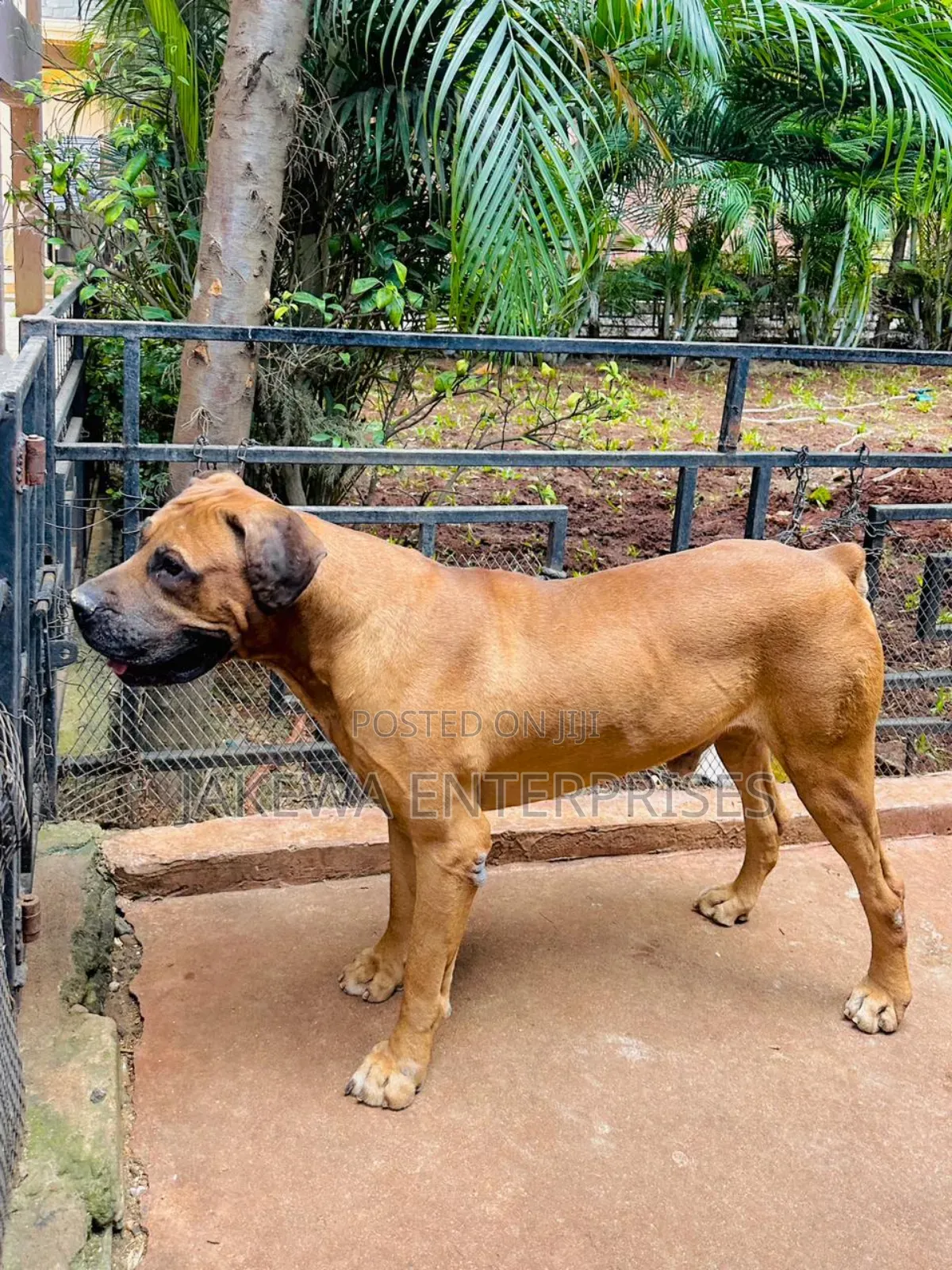 1+ year Male Purebred Boerboel
