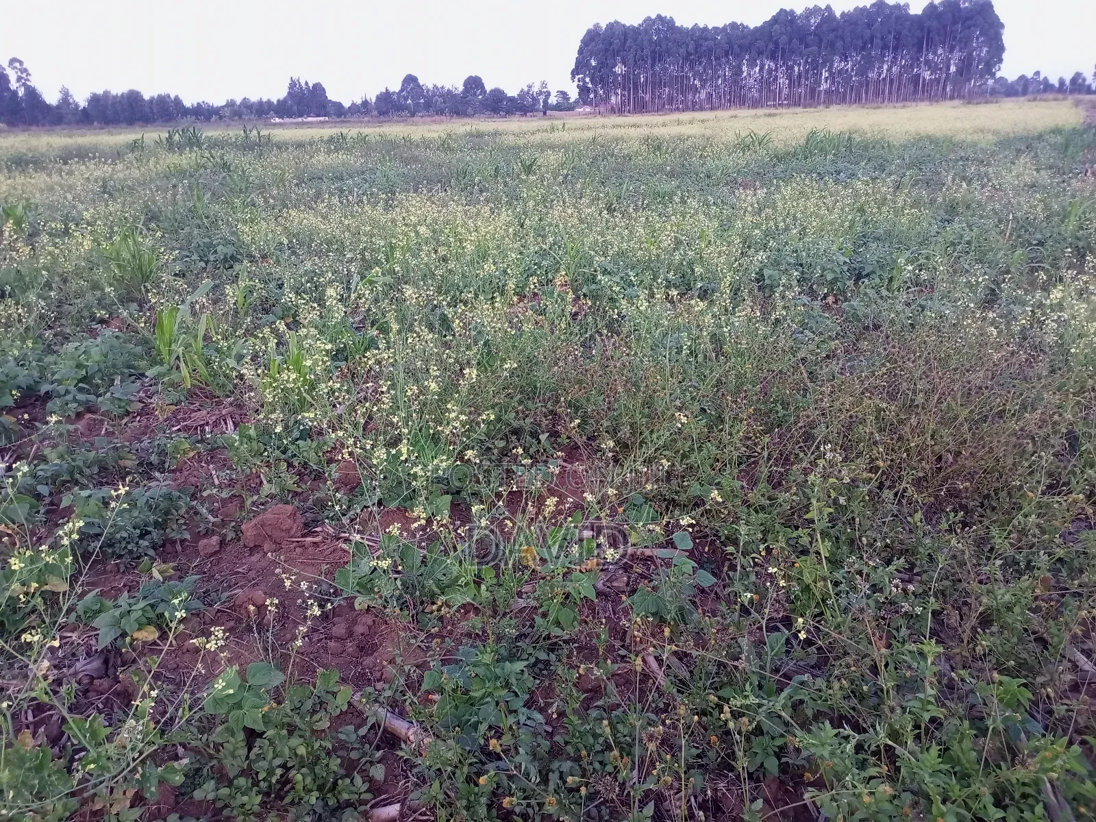 One Acre Land for Sale in Njoro