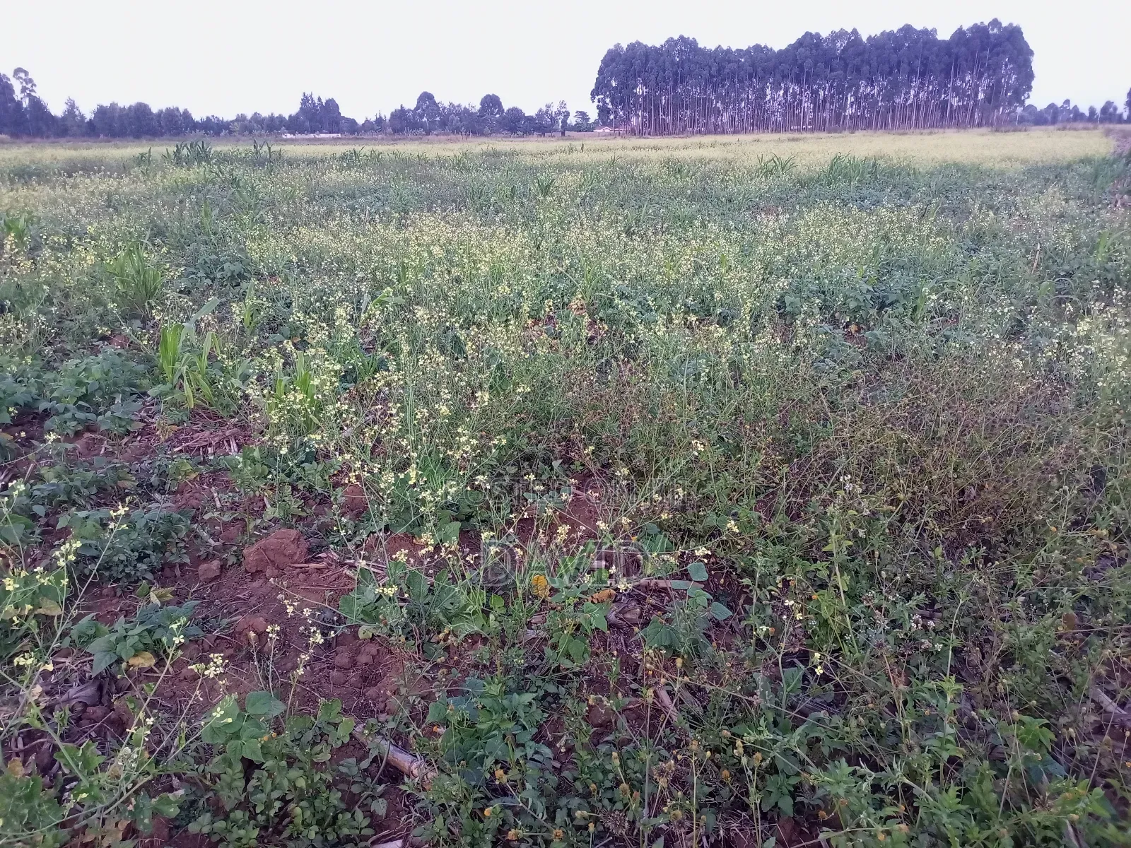One Acre Land for Sale in Njoro