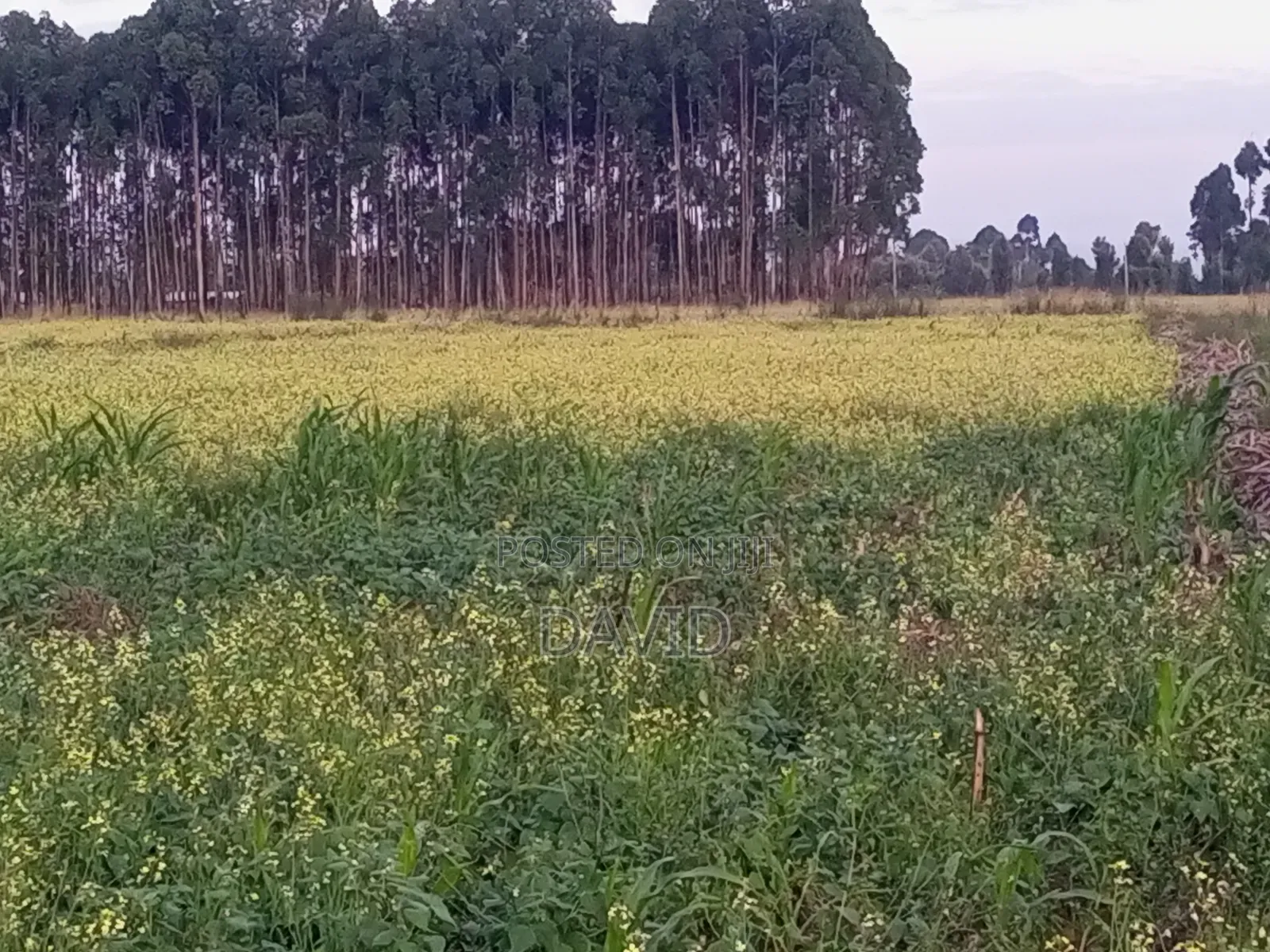 One Acre Land for Sale in Njoro