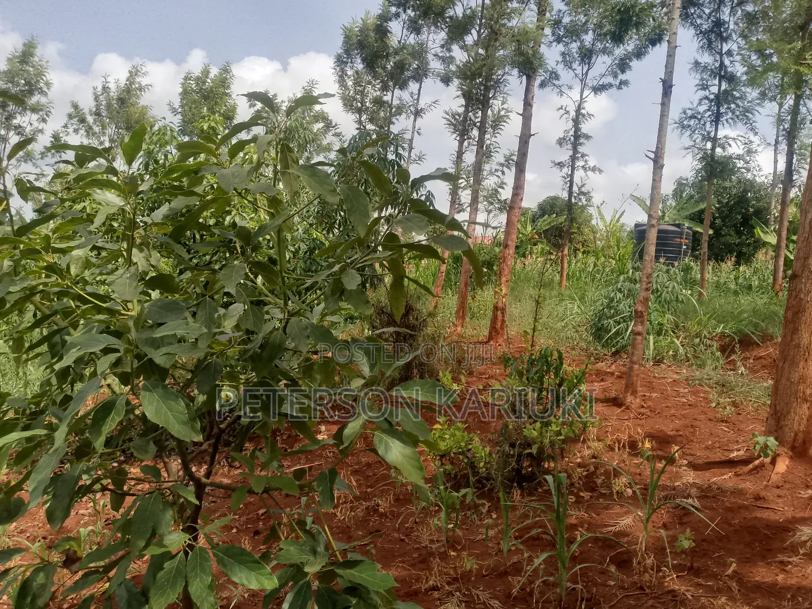 Land on Sale;Kimorori- Kenol