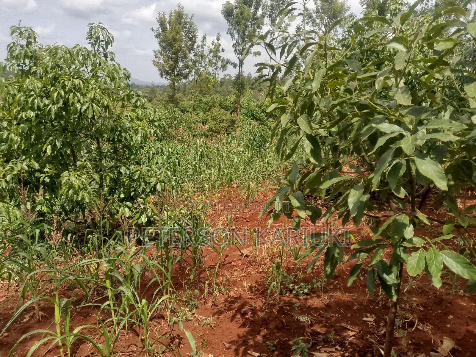 Land on Sale;Kimorori- Kenol