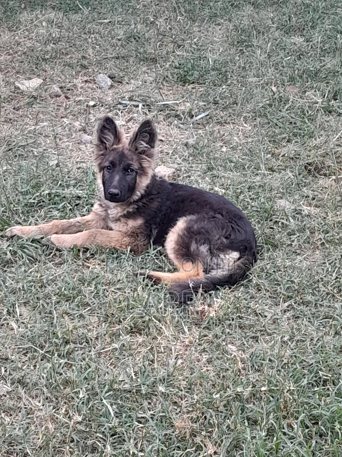 1-3 months Male Purebred German Shepherd