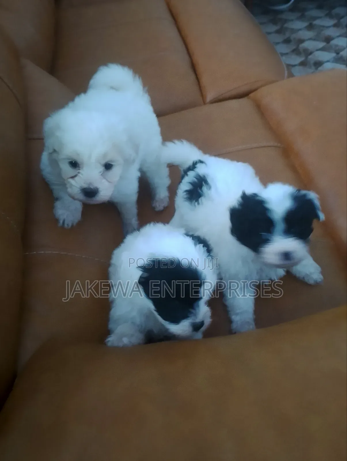 1-3 months Male Purebred Havanese