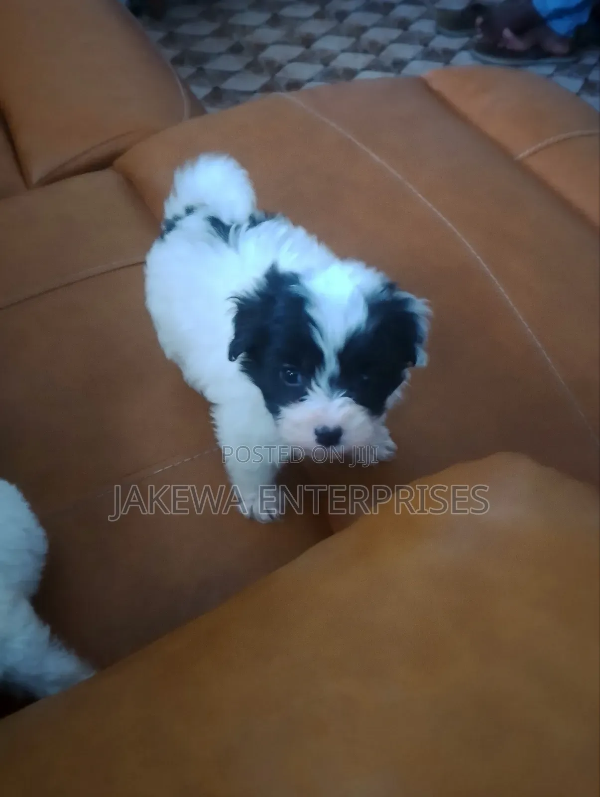 1-3 months Male Purebred Havanese