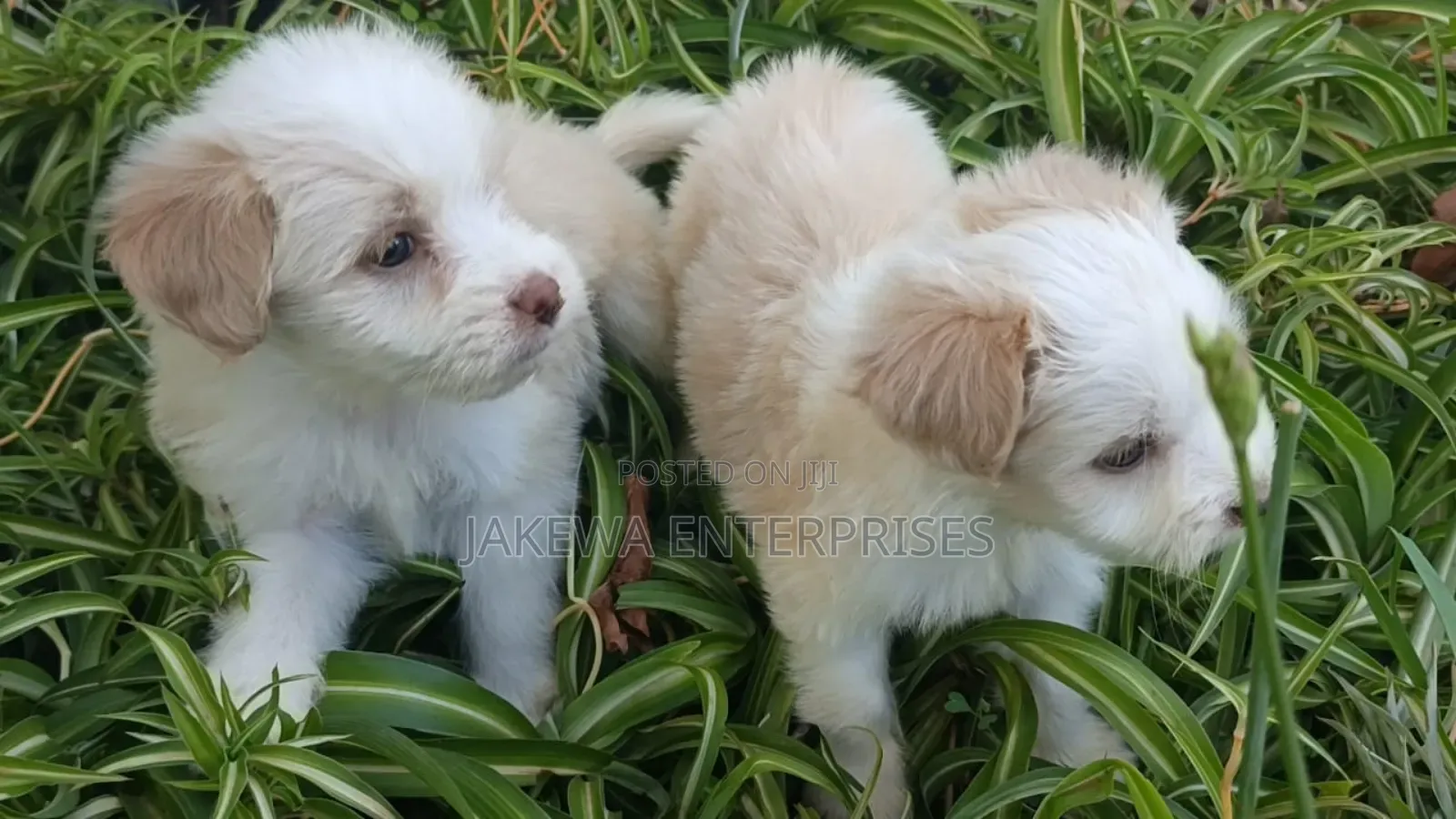 1-3 months Female Purebred Havanese