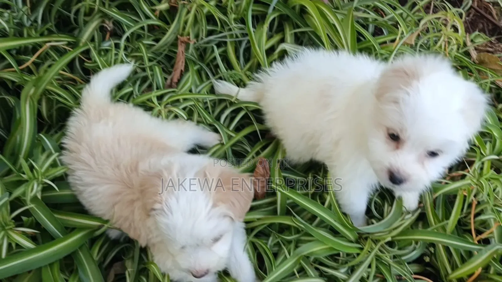 1-3 months Female Purebred Havanese