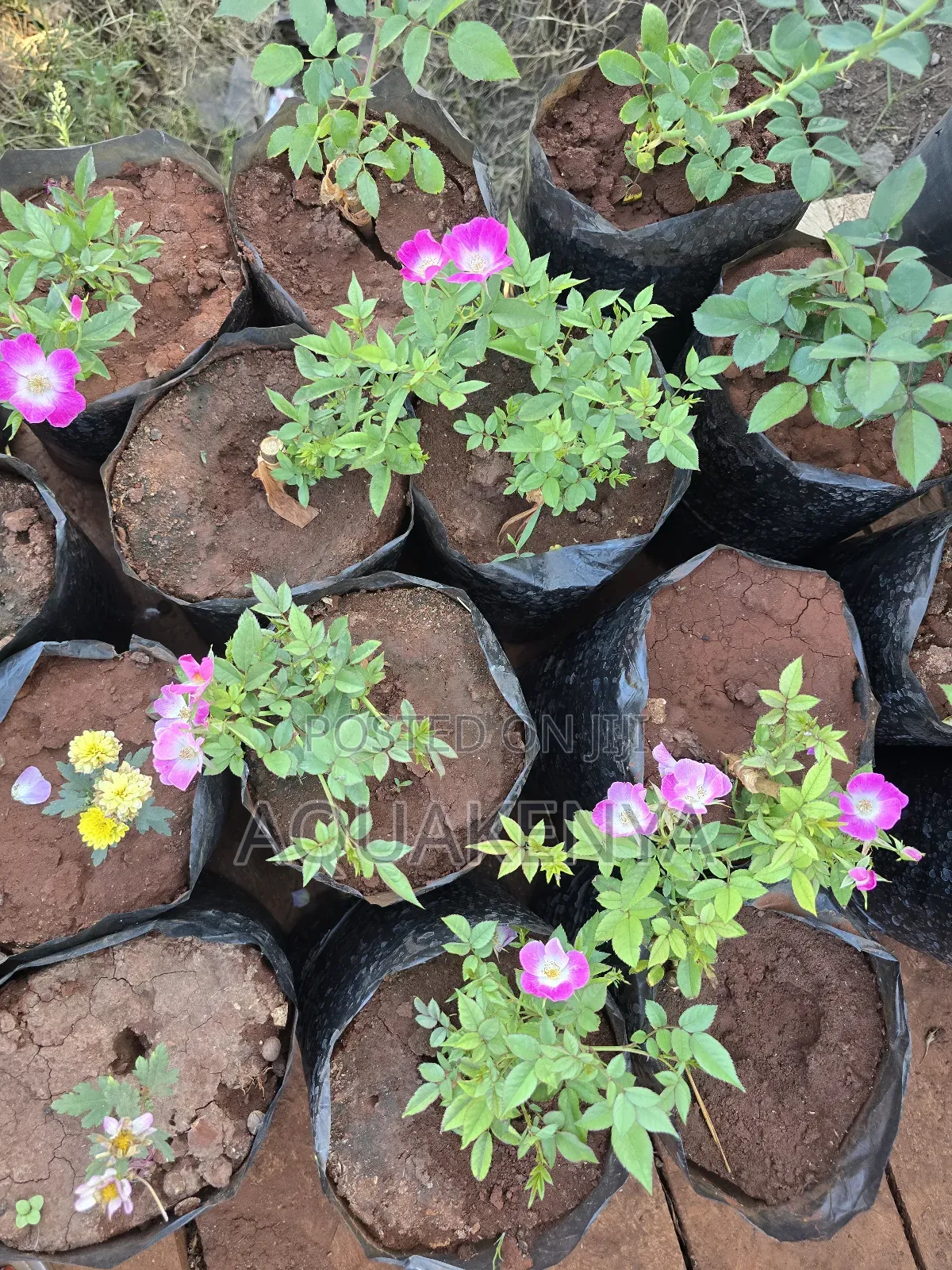Rose Plants,Roses for Planting