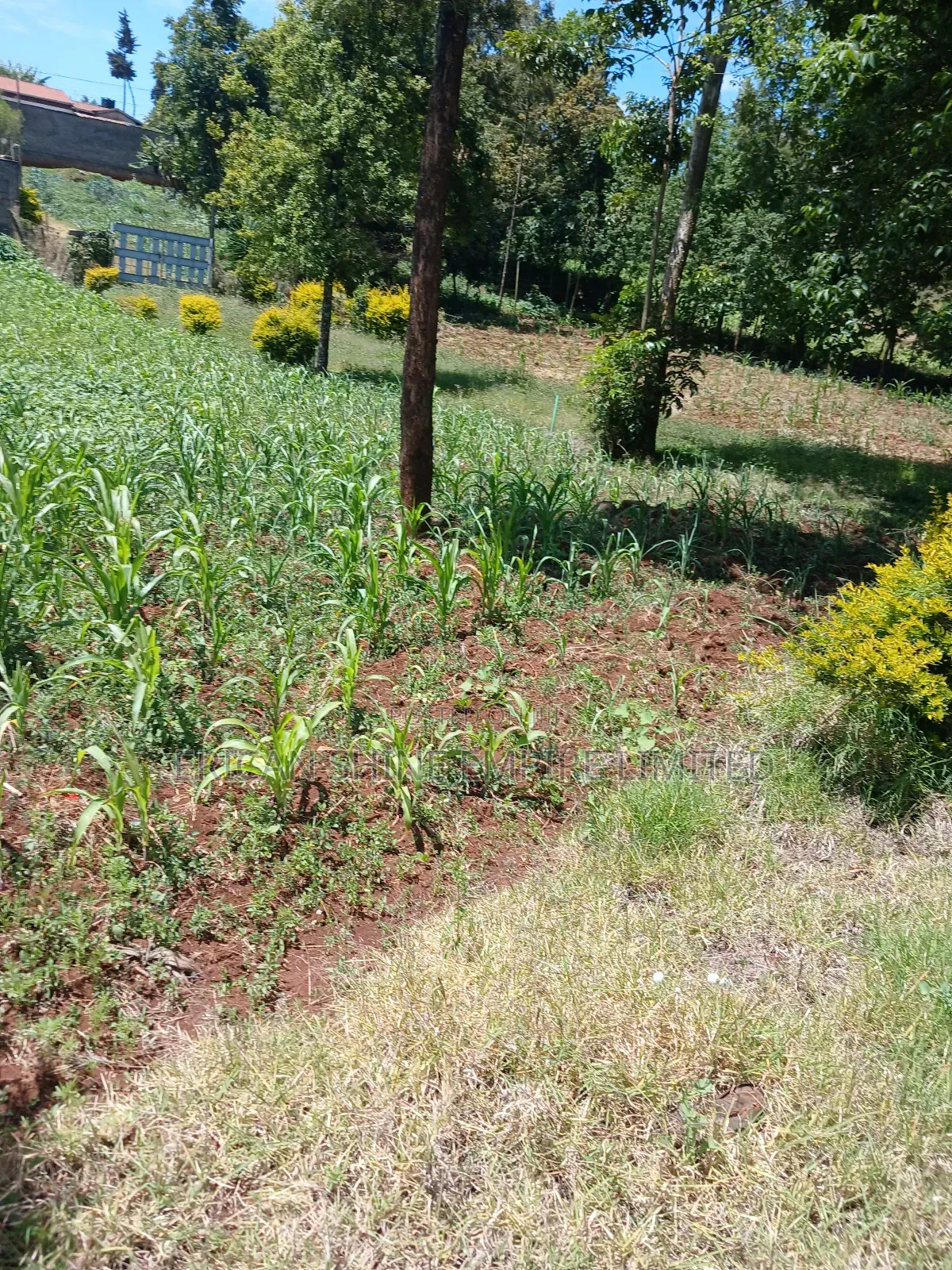 Property for Sale in Muthiga Wambaa Road