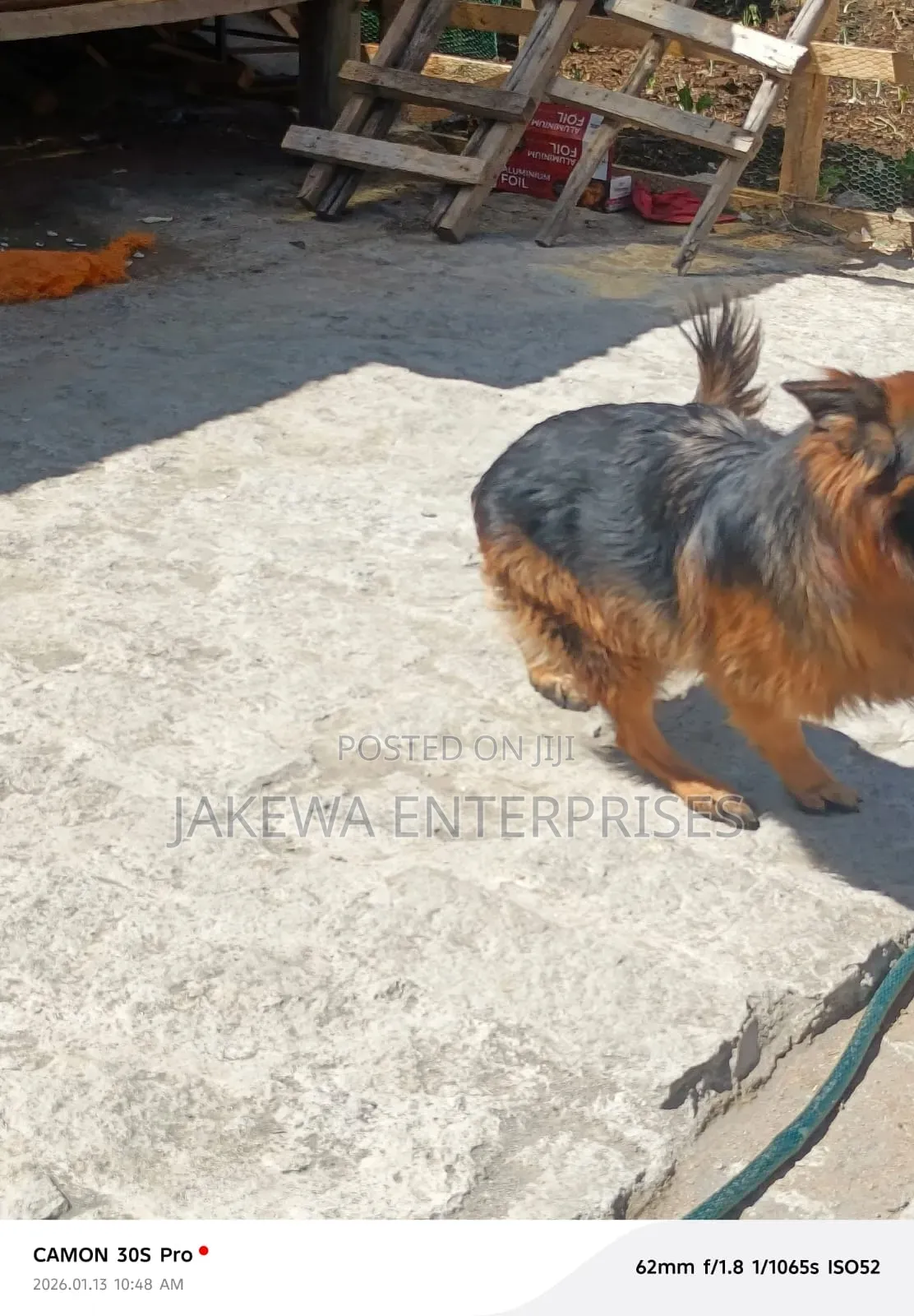 1+ year Male Purebred German Shepherd