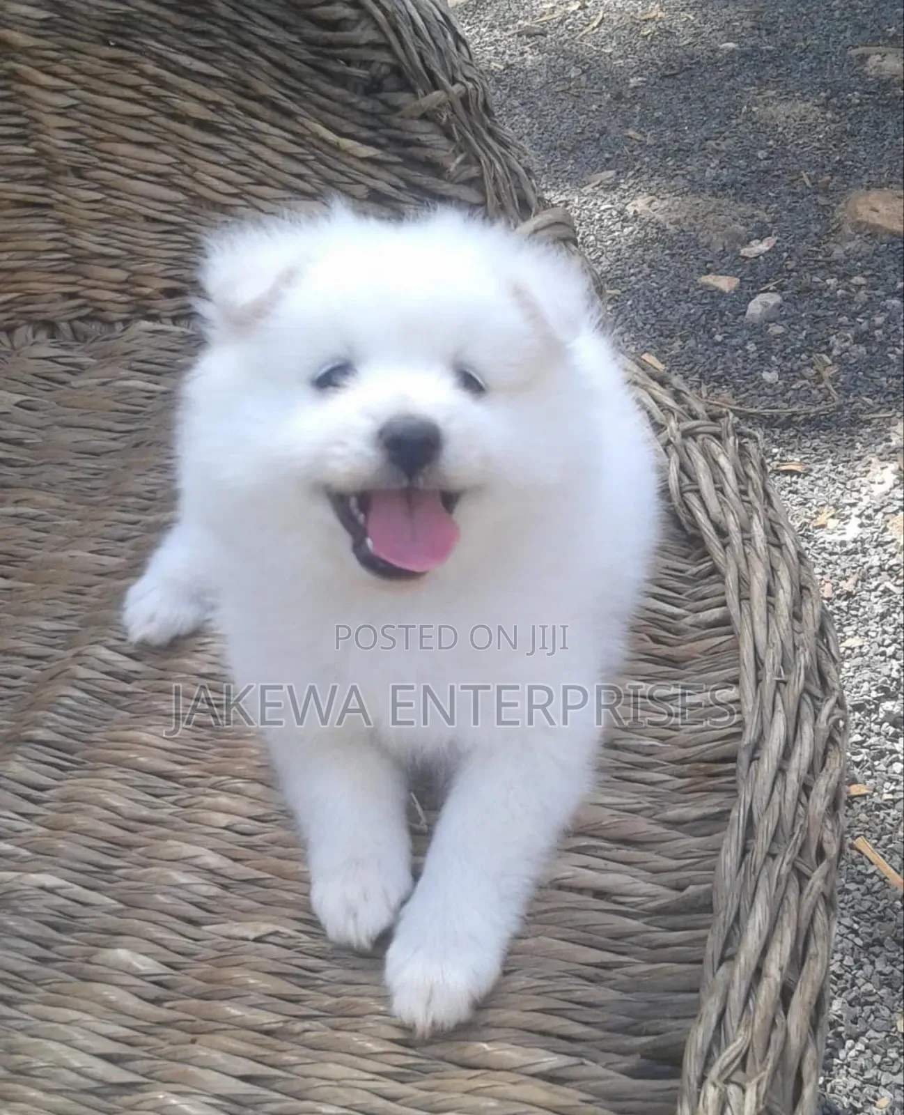 1-3 months Female Purebred Havanese