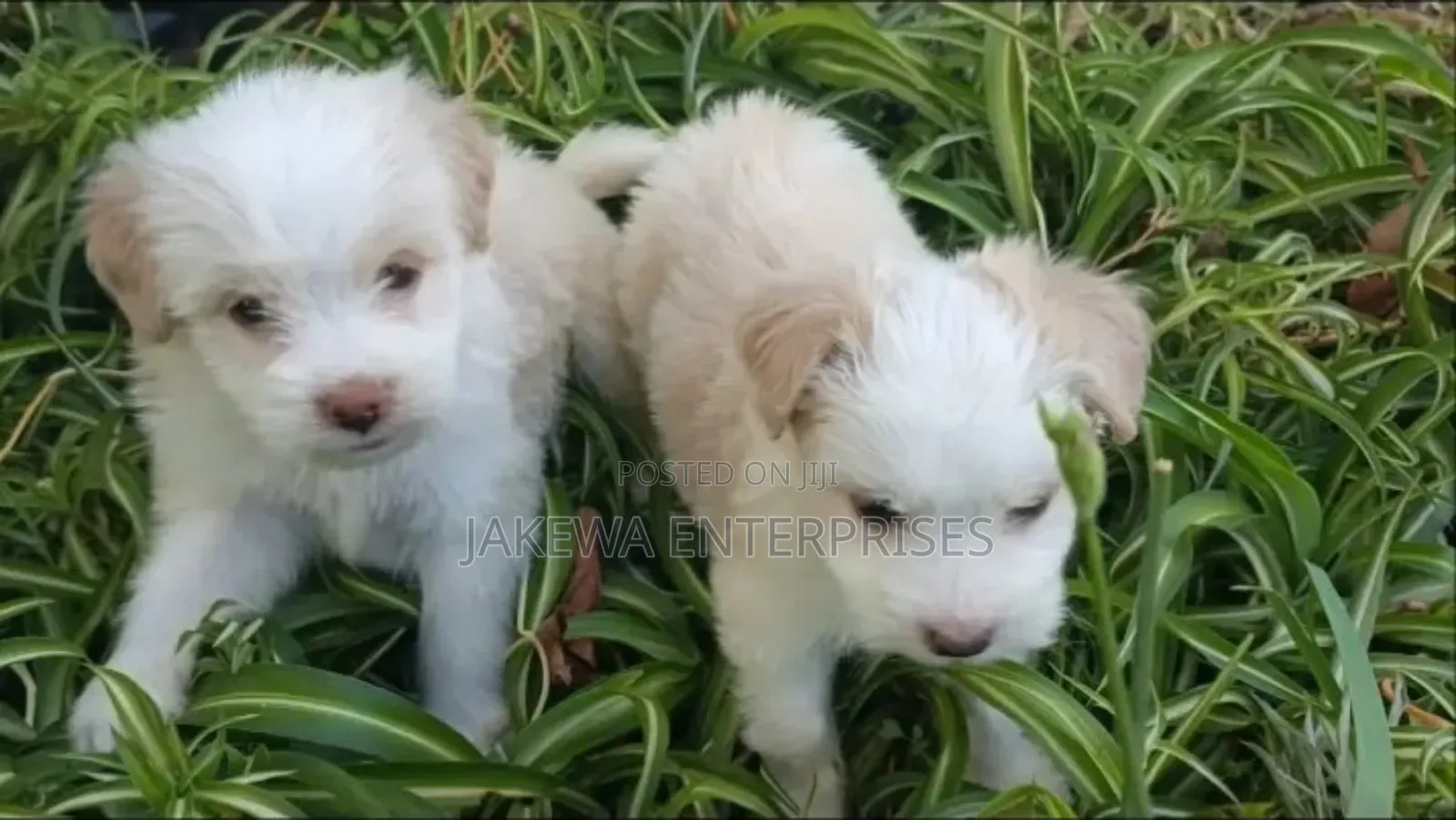 1-3 months Female Purebred Havanese