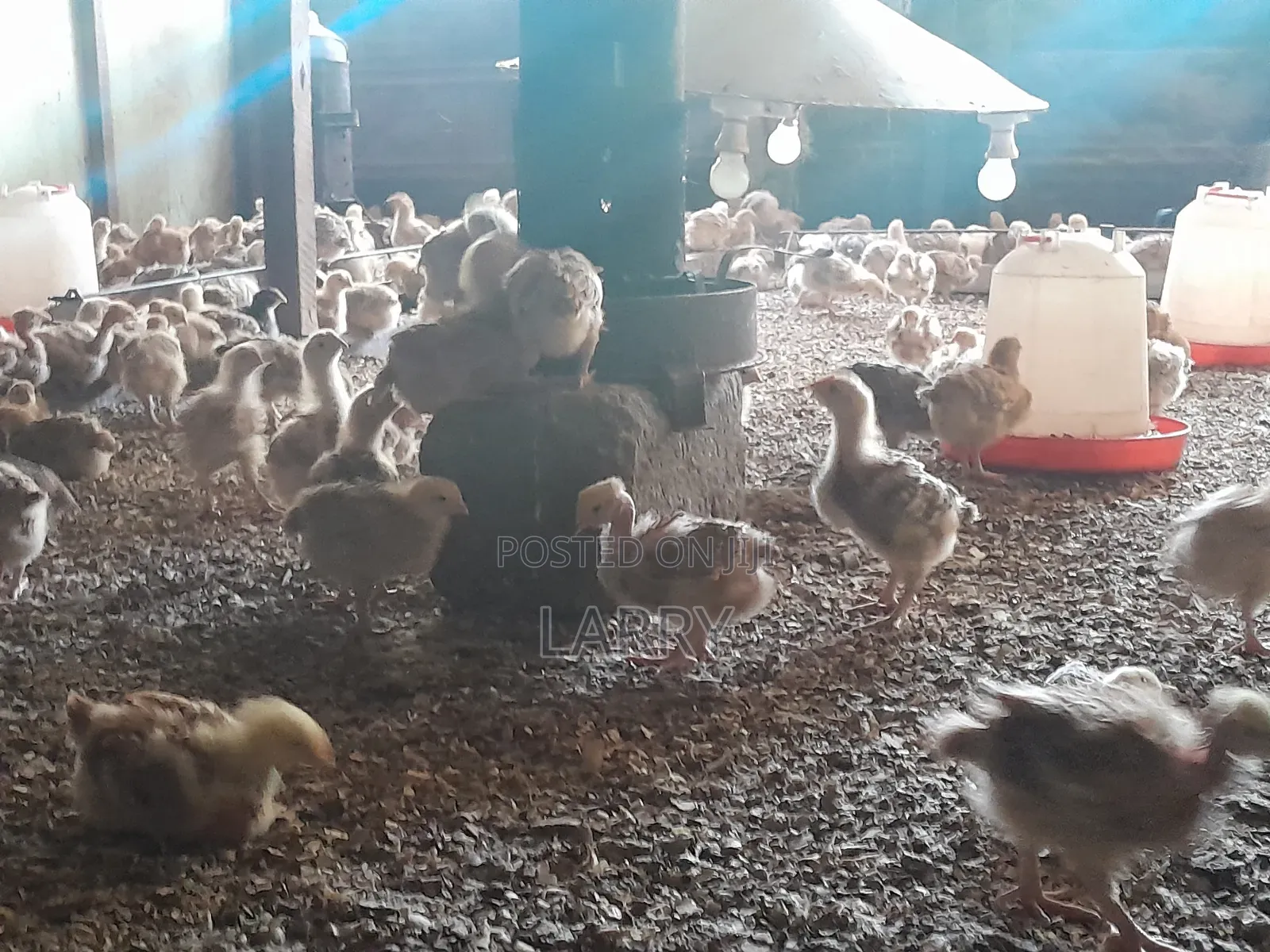 F1kenbro Chicken