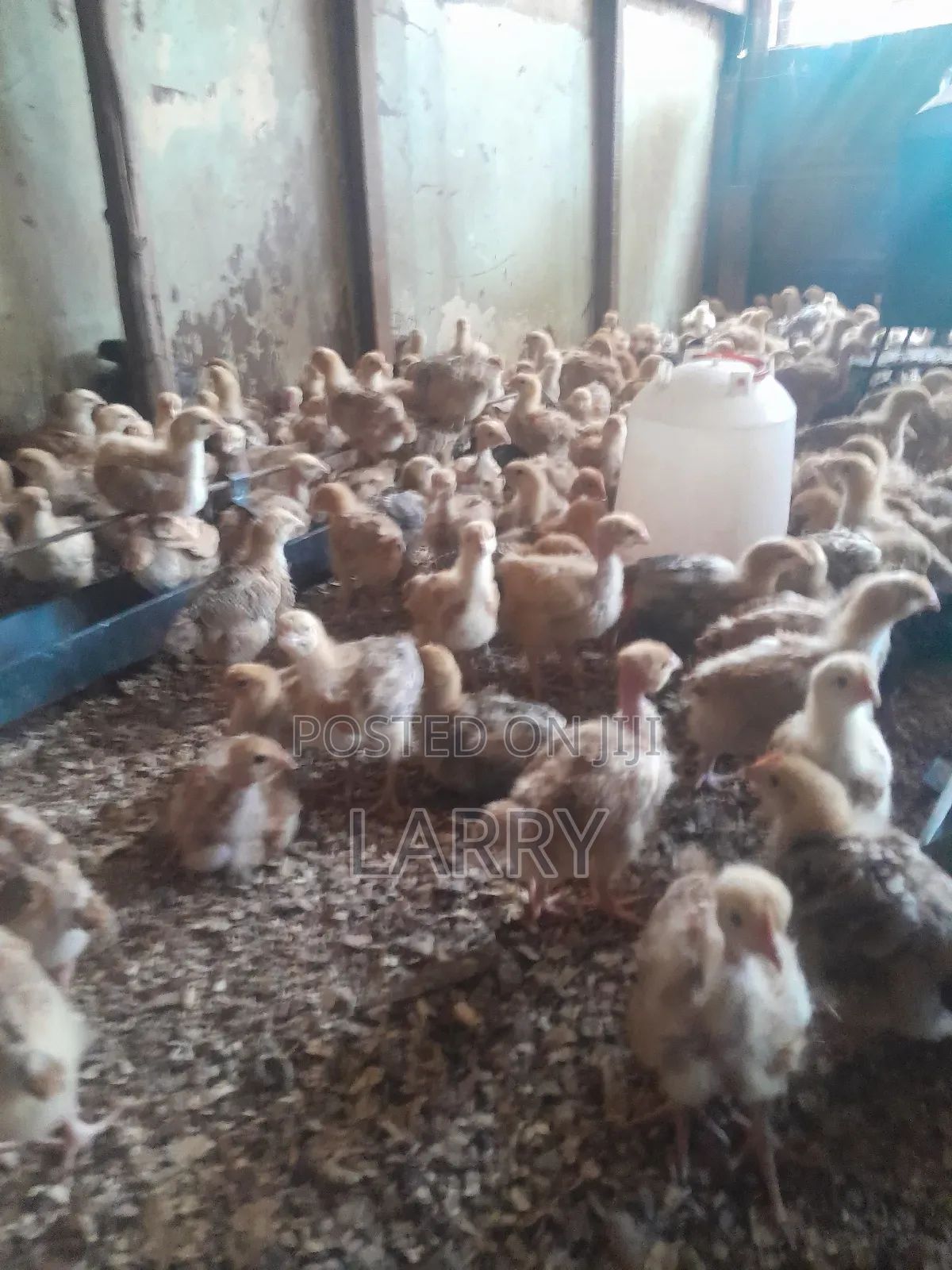 F1kenbro Chicken