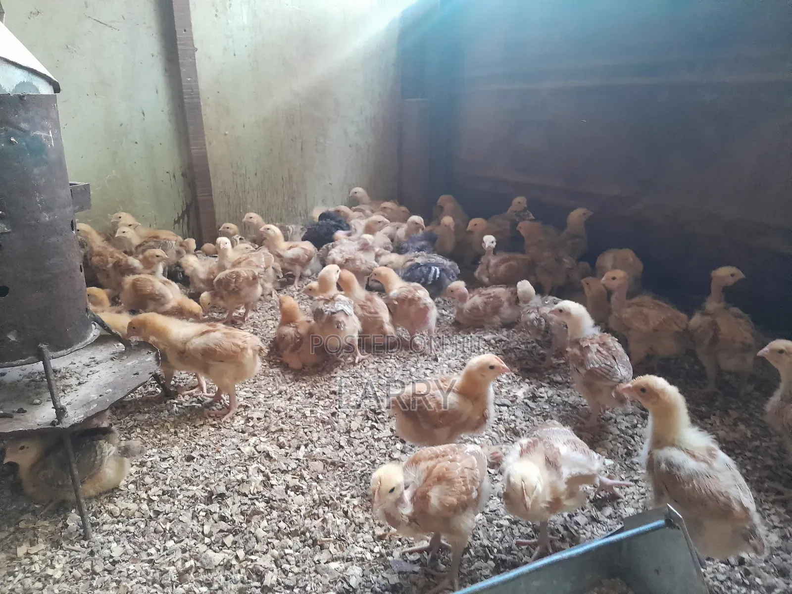 F1kenbro Chicken