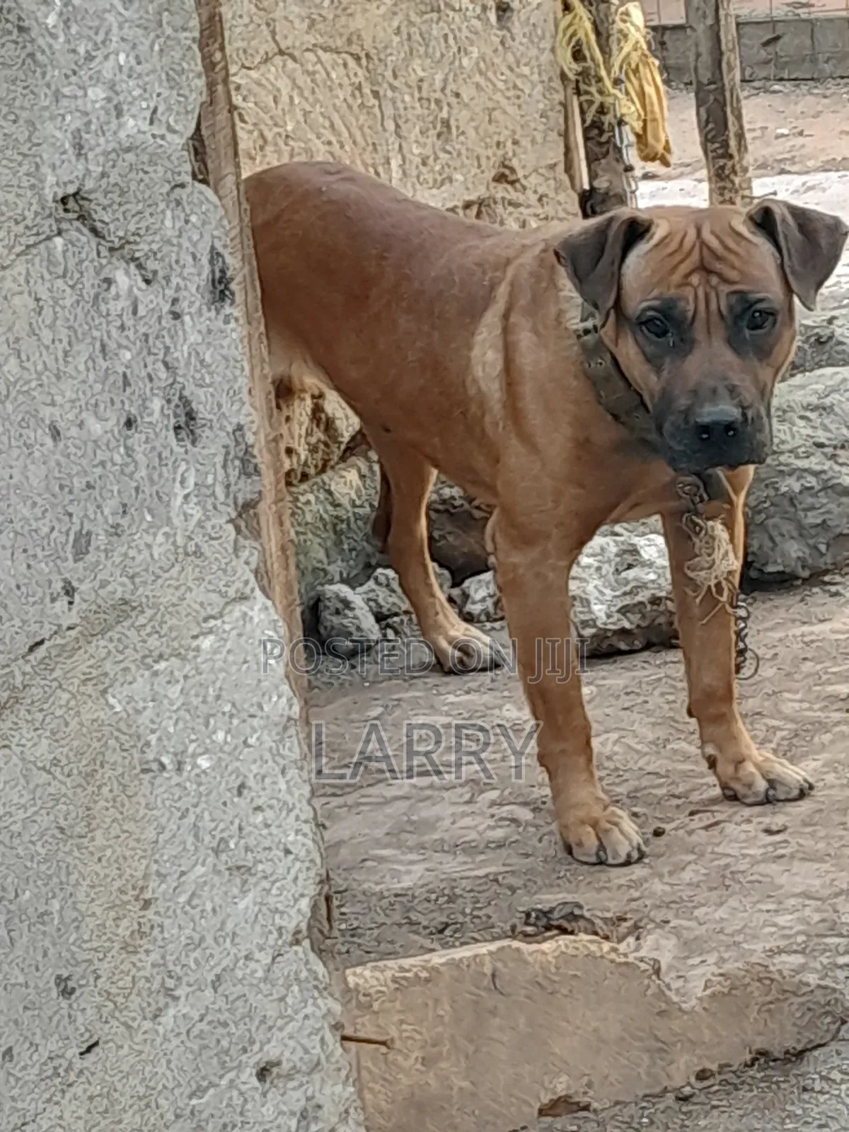 1+ year Female Purebred Boerboel