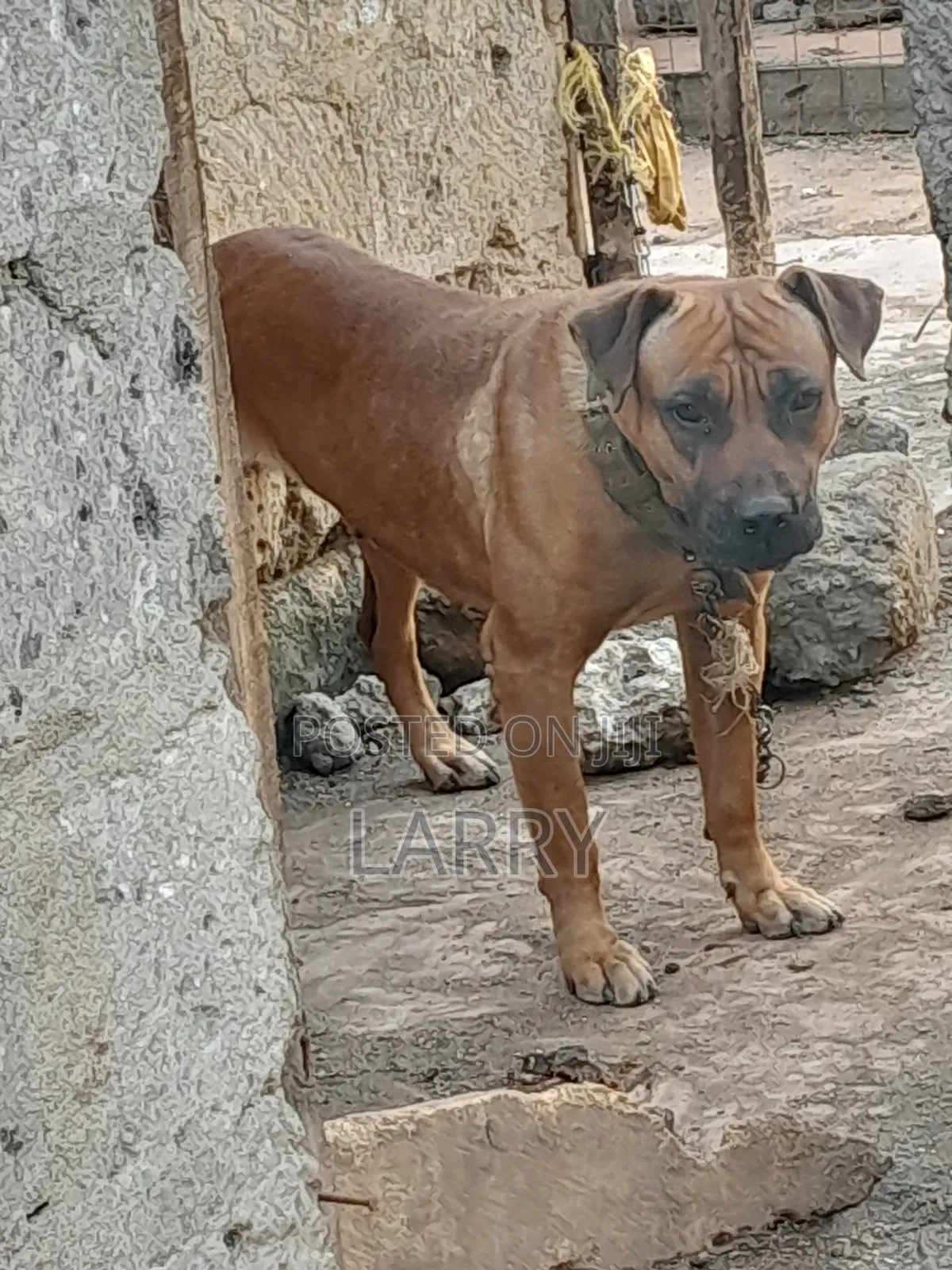 1+ year Female Purebred Boerboel