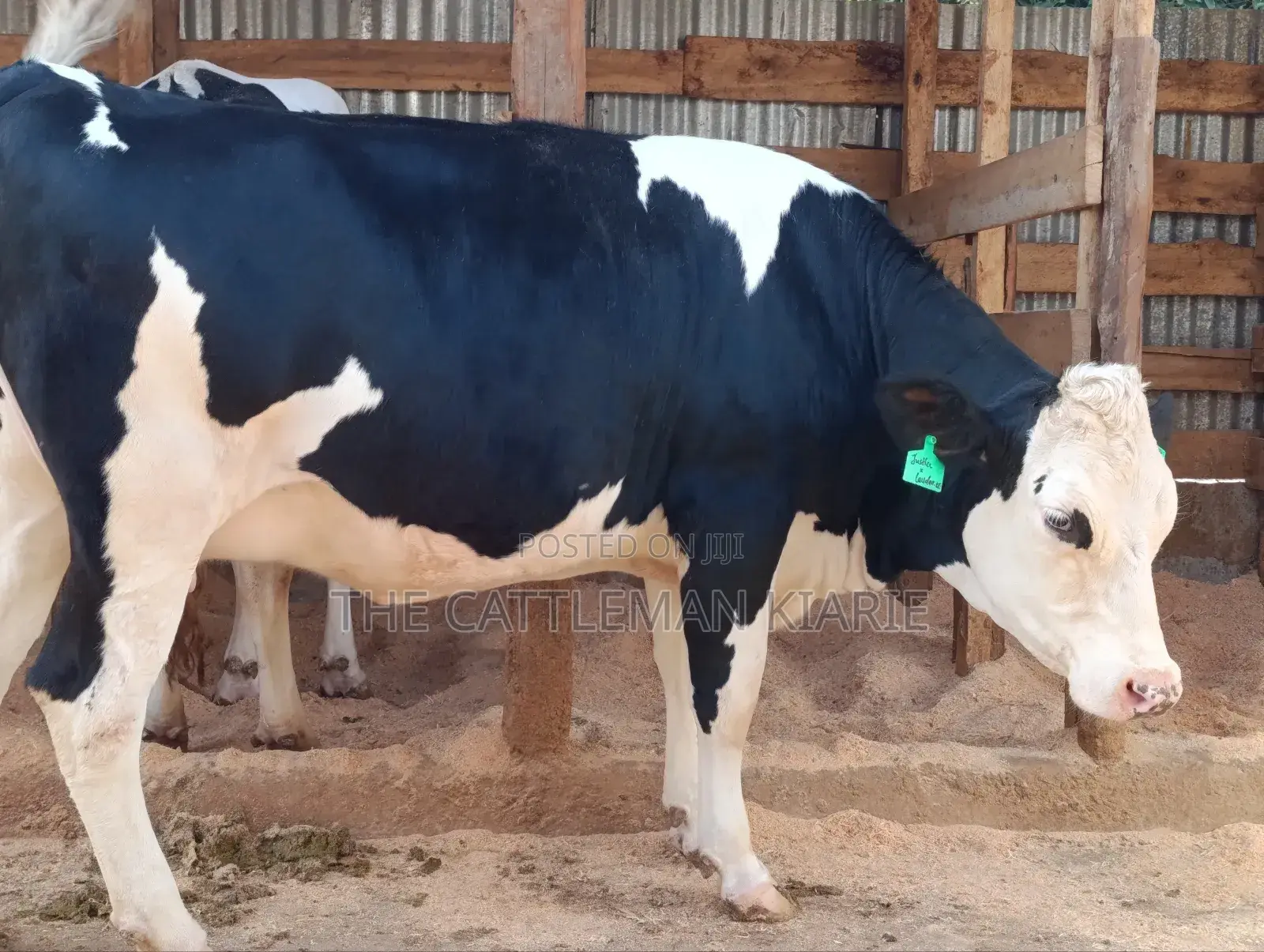 Fleckview Incalf Heifer Githunguri