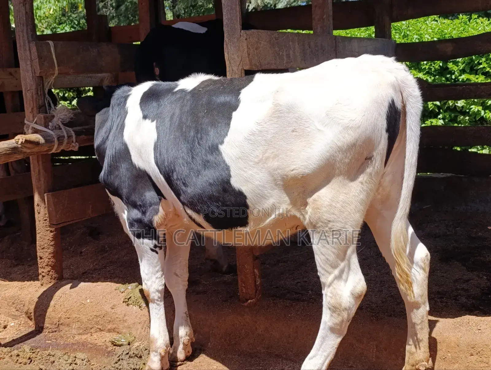 Friesian Bullying Heifer