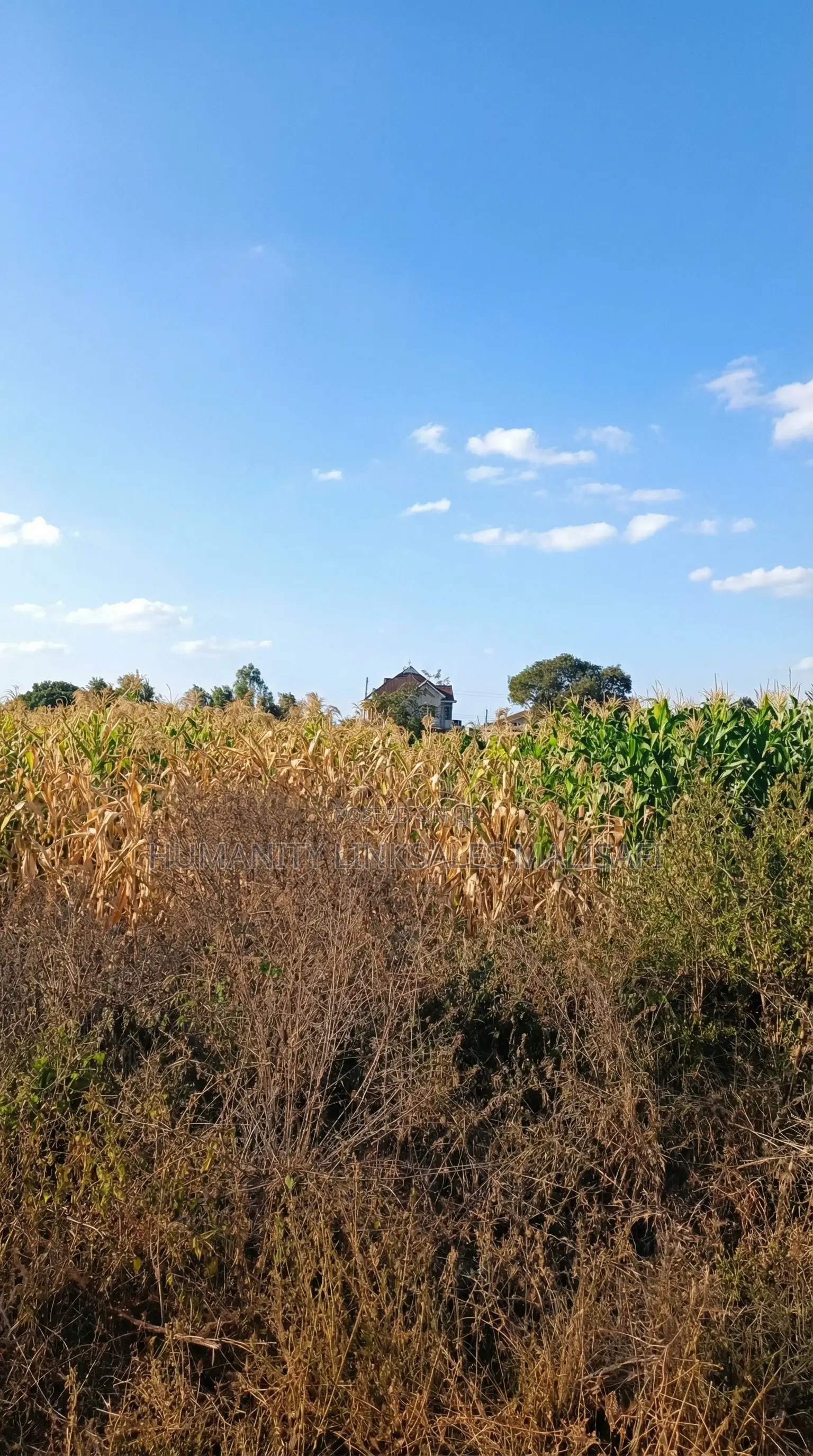 Kenyatta Road,Two Rivers Estate 40 by 80 Plots for Sell,Titled
