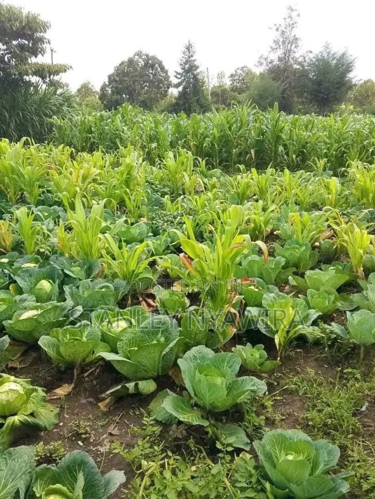 2 Acres Nanyuki for Farming