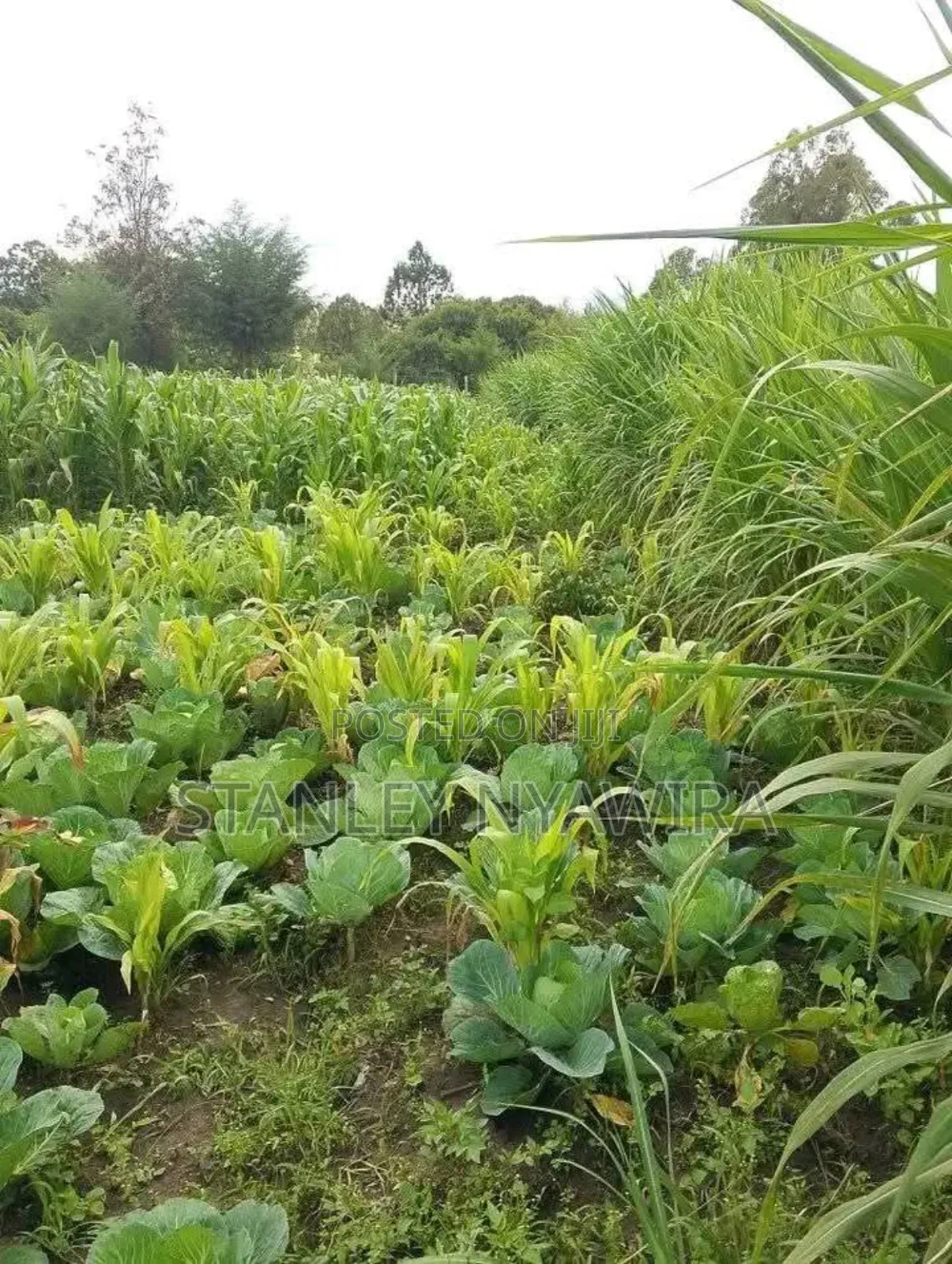 2 Acres Nanyuki for Farming