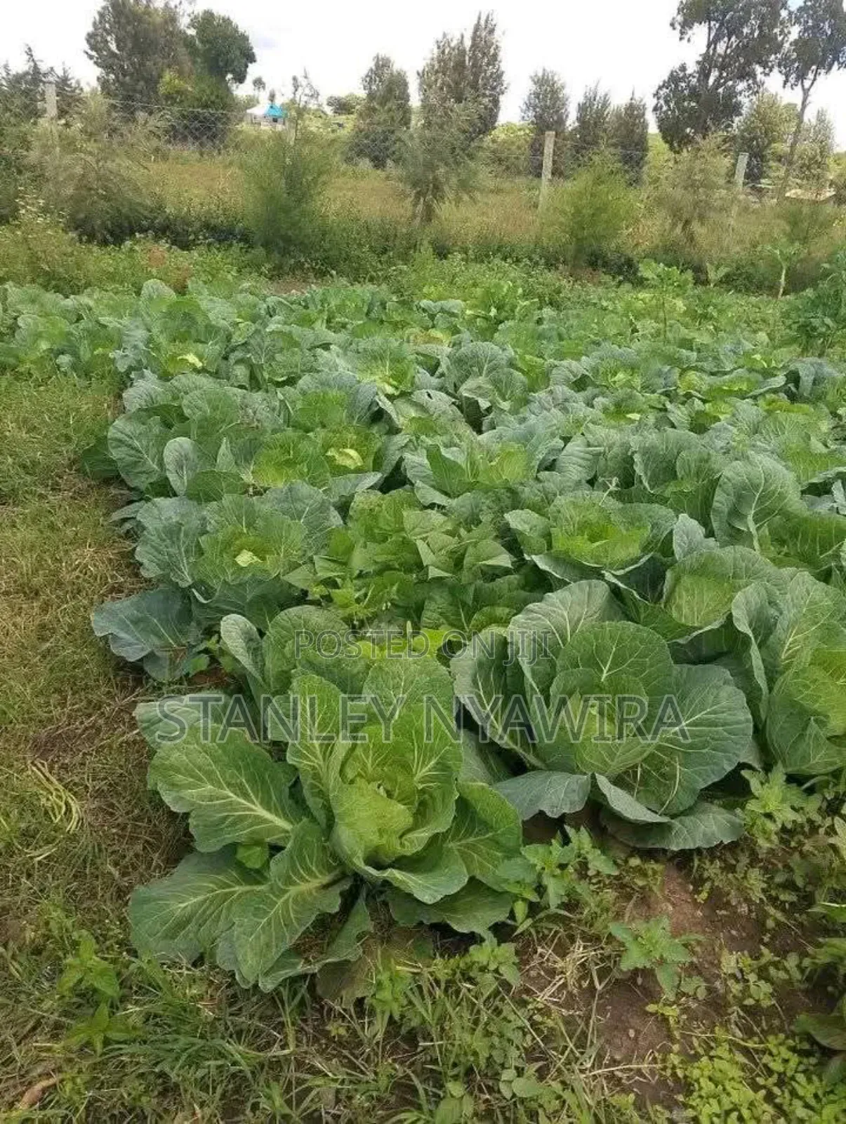 2 Acres Nanyuki for Farming