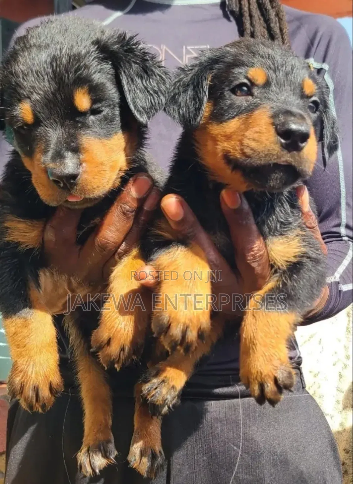 1-3 months Male Purebred Rottweiler