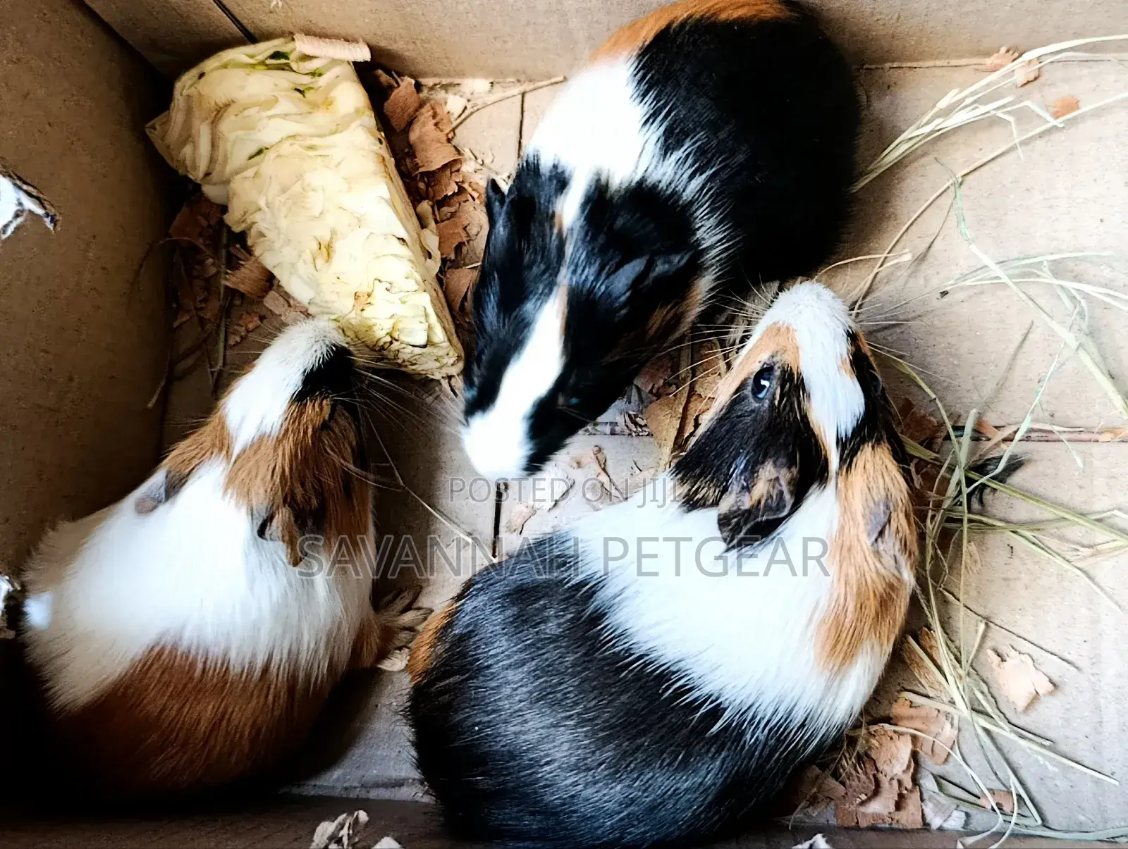 American Guinea Pigs (Young Ones) for Children Pets and Breeding