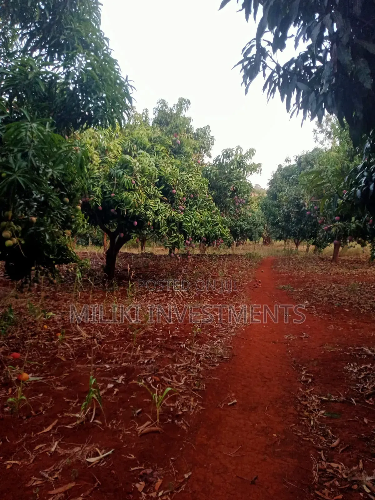4 Acres of Land on Sale at Makuyu-Murang'A