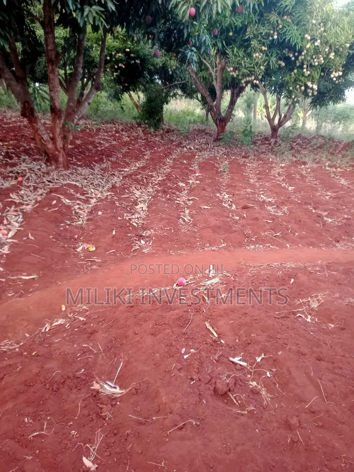 4 Acres of Land on Sale at Makuyu-Murang'A