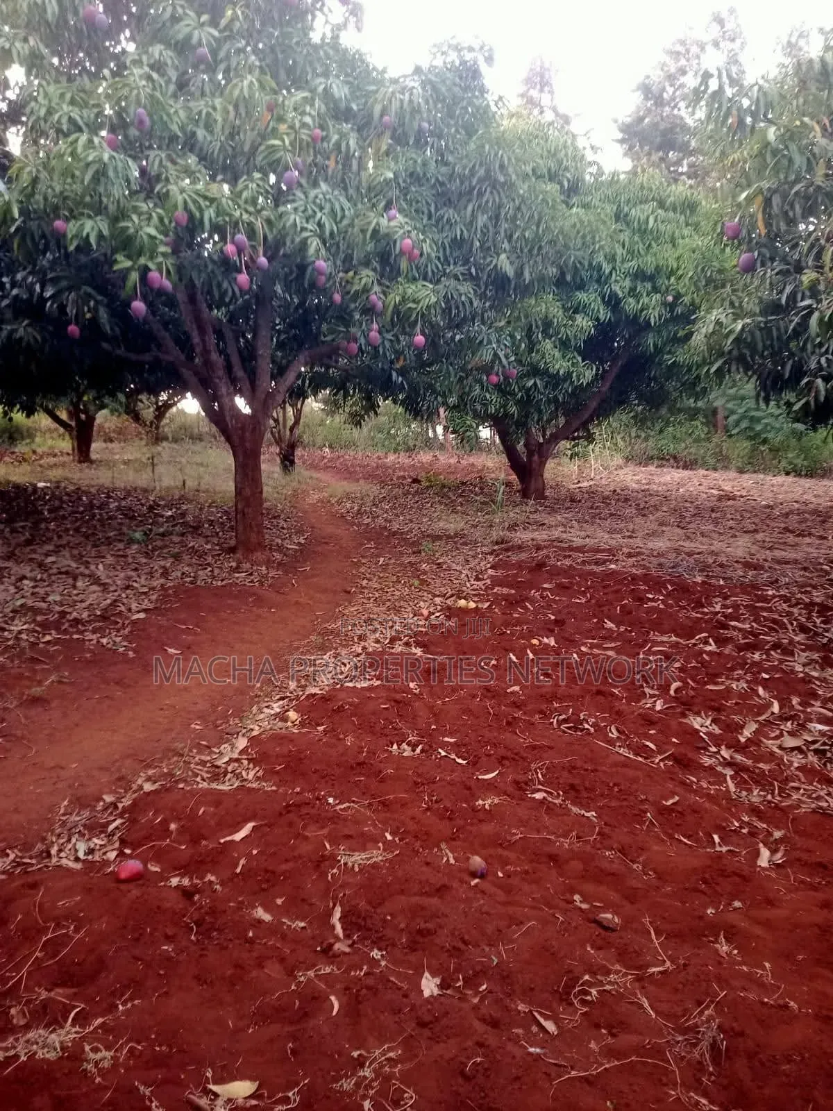 4 Acres Murang'a Makuyu for Sale